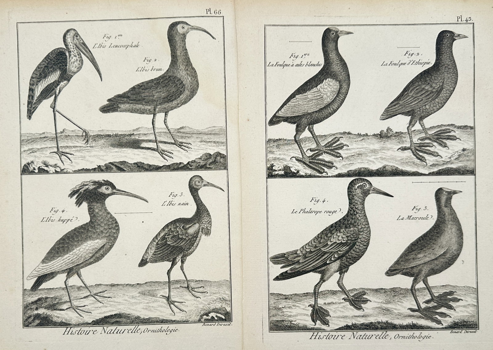Robert Bénard – Set of 2: Ornithological Studies of Ibises, Coots, and Phalaropes – Engravings: "Natural History, Ornithology" presents a set of eighteenth-century zoological studies illustrating various wading and aquatic bird species including ibises, coots, and phalaropes depicted within land