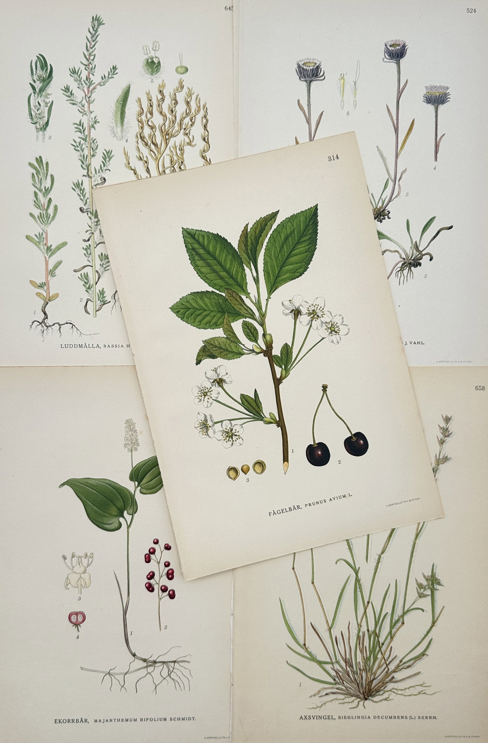 Carl Lindman – Set of 5: Botanical Studies of Wild Cherry, May Lily, Fleabane – Lithographs: "Pictures of the Flora of the North" presents a set of twentieth-century botanical studies illustrating Scandinavian flora including wild cherry blossoms and fruit, may lily with red berries, alpine f