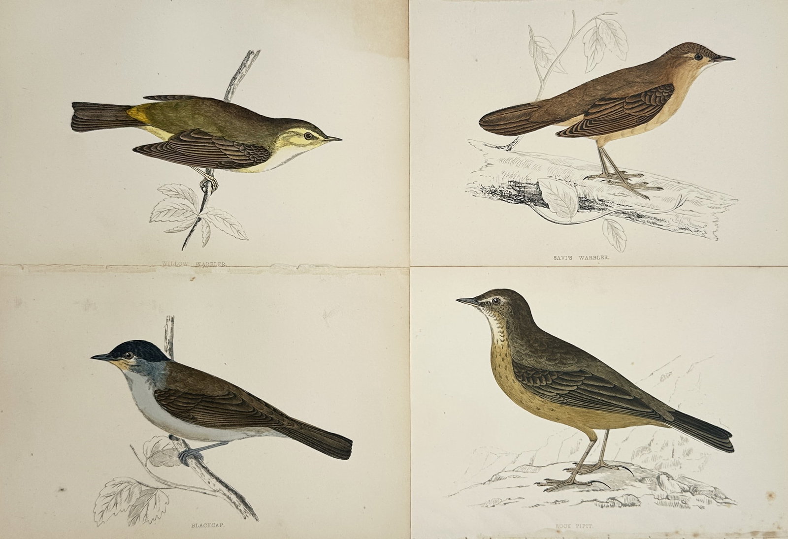 Francis Orpen Morris – Set of 4: Ornithological Studies of Warblers, Blackcap – Engravings (1 of 2)
