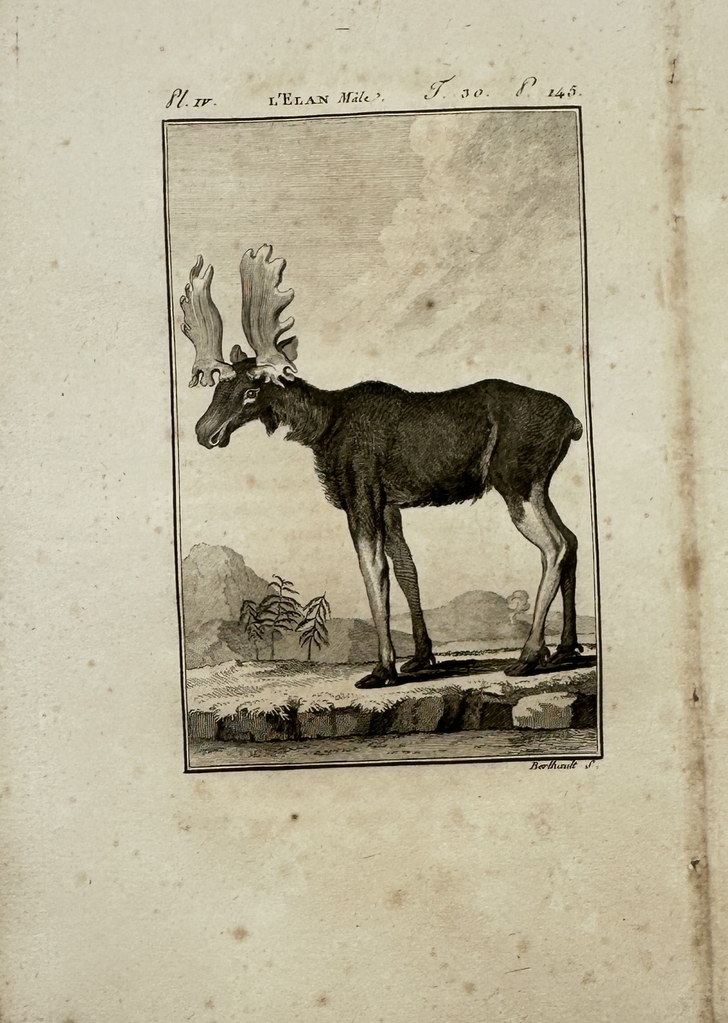 Georges-Louis Leclerc, Comte de Buffon – Zoological Study of a Male Elk or Moose – Engraving (1 of 2)