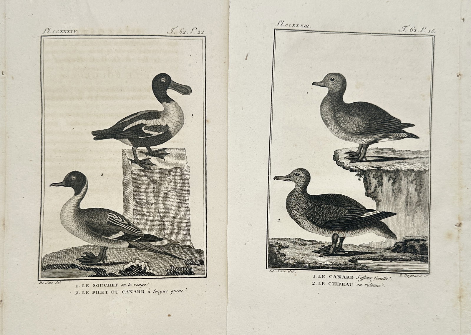 Georges-Louis Leclerc, Comte de Buffon – Set of 2: Ornithological Studies of Shoveler – (1 of 2)