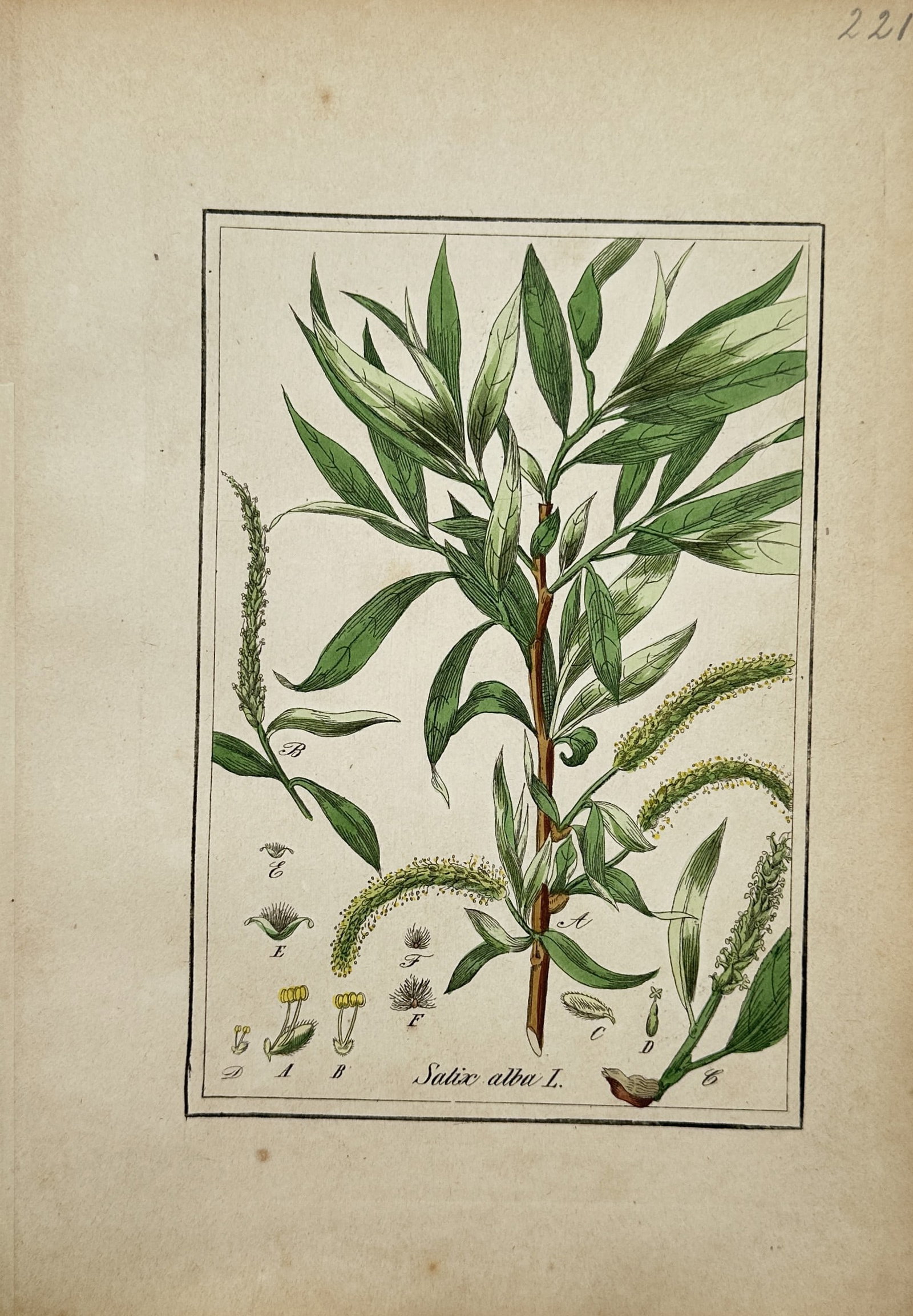 Max Schulze – White Willow Botanical Study – Lithograph (19th Century) (1 of 2)