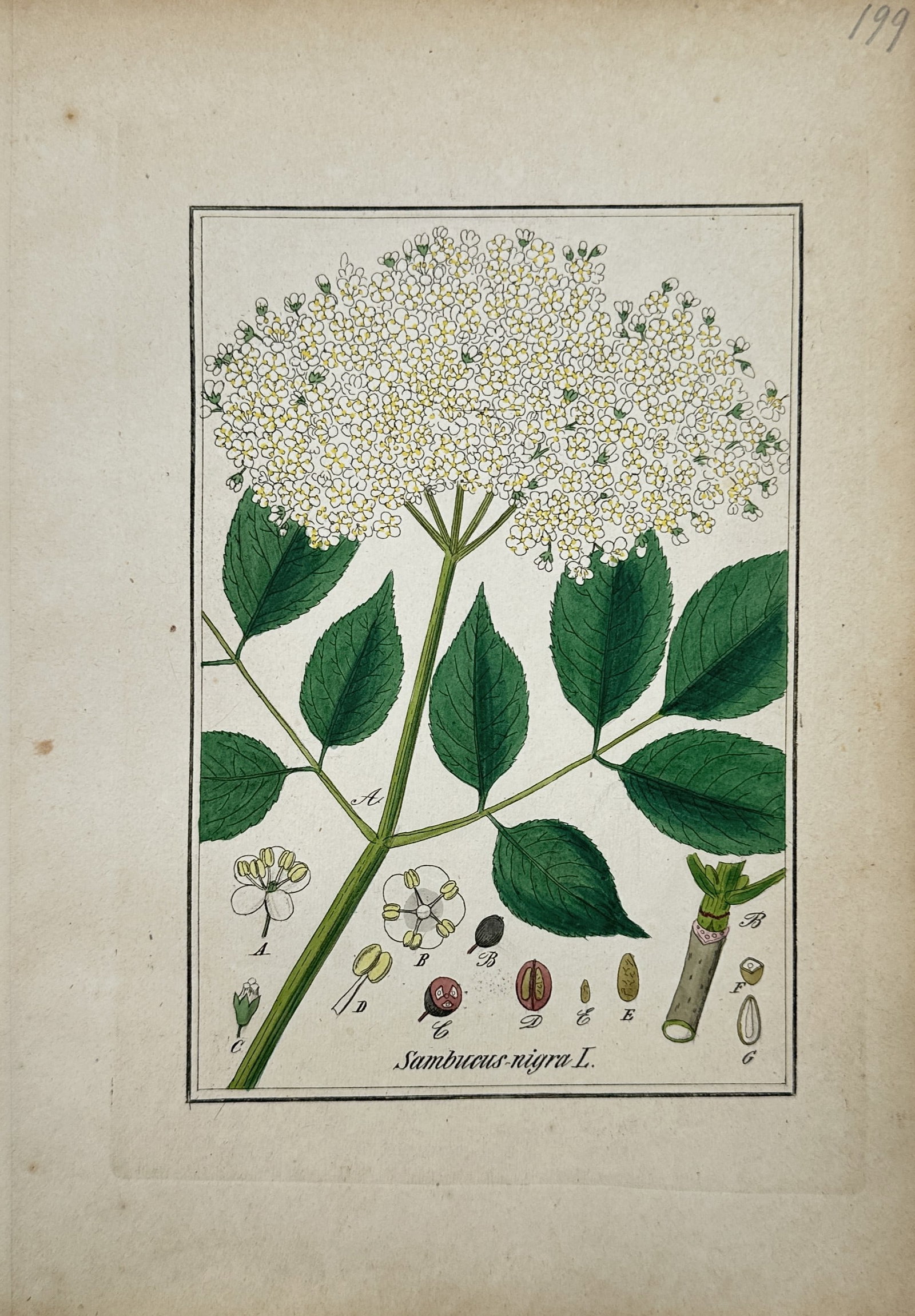 Max Schulze – European Black Elder Botanical Study – Lithograph (19th Century): "European Black Elder" presents a detailed botanical study of the flowering elderberry plant featuring its broad umbel of delicate blossoms, serrated foliage, and botanical dissections. The scientific