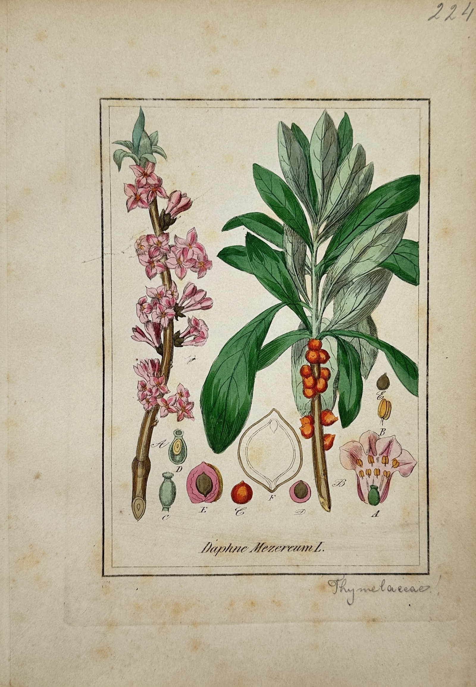Max Schulze – Mezereon Botanical Study – Lithograph (19th Century) (1 of 2)