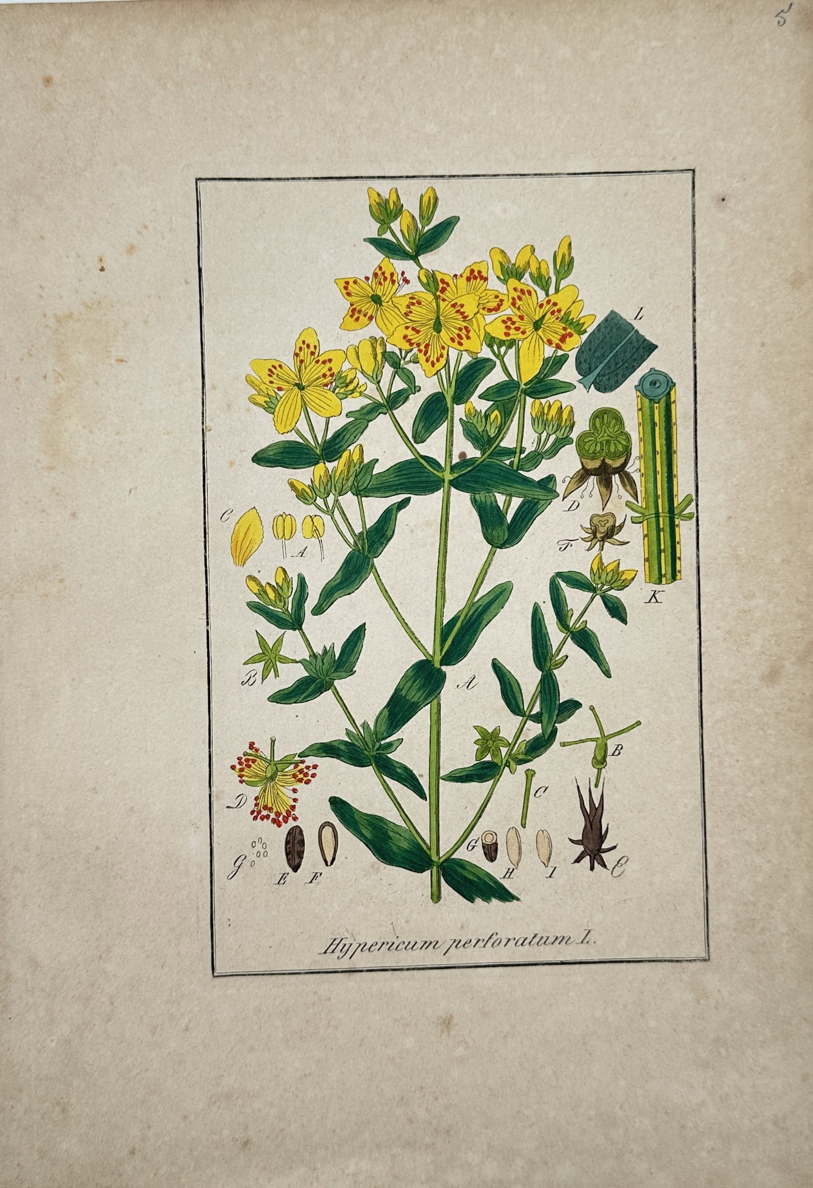 Max Schulze – Perforate St John's Wort Botanical Study – Lithograph (19th Century: "Perforate St John's Wort" presents a detailed botanical study of the flowering herbaceous perennial featuring its bright yellow blossoms, opposite leaves, and precise morphological dissections. The s
