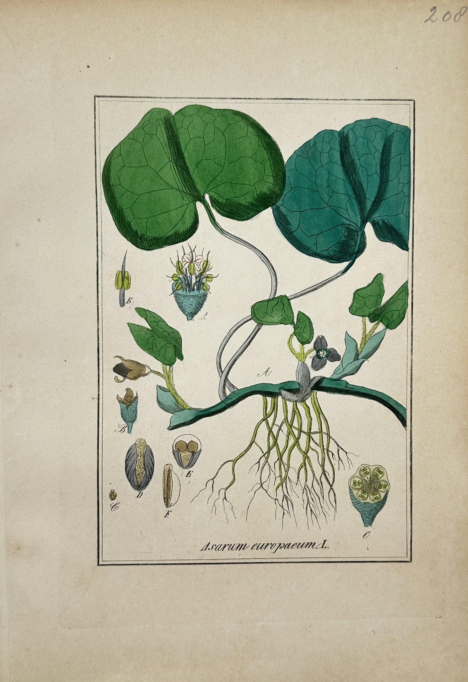 Max Schulze – European Wild Ginger Botanical Study – Lithograph (19th Century): "European Wild Ginger" presents a detailed botanical study of the creeping woodland perennial showcasing its kidney-shaped leaves, fibrous root system, and subtle ground-level blossoms. The scientific