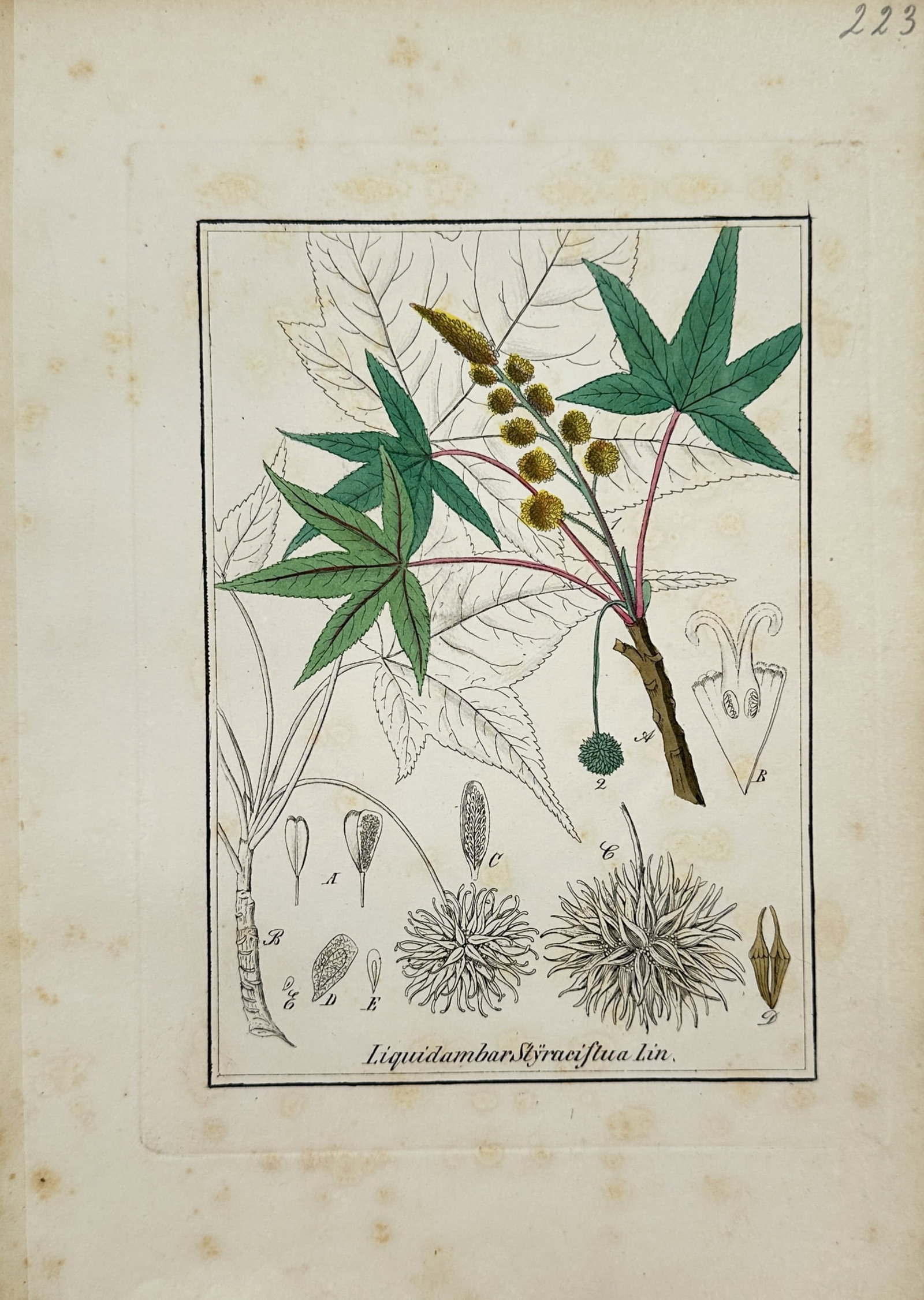 Max Schulze – American Sweetgum Botanical Study – Lithograph (19th Century) (1 of 2)