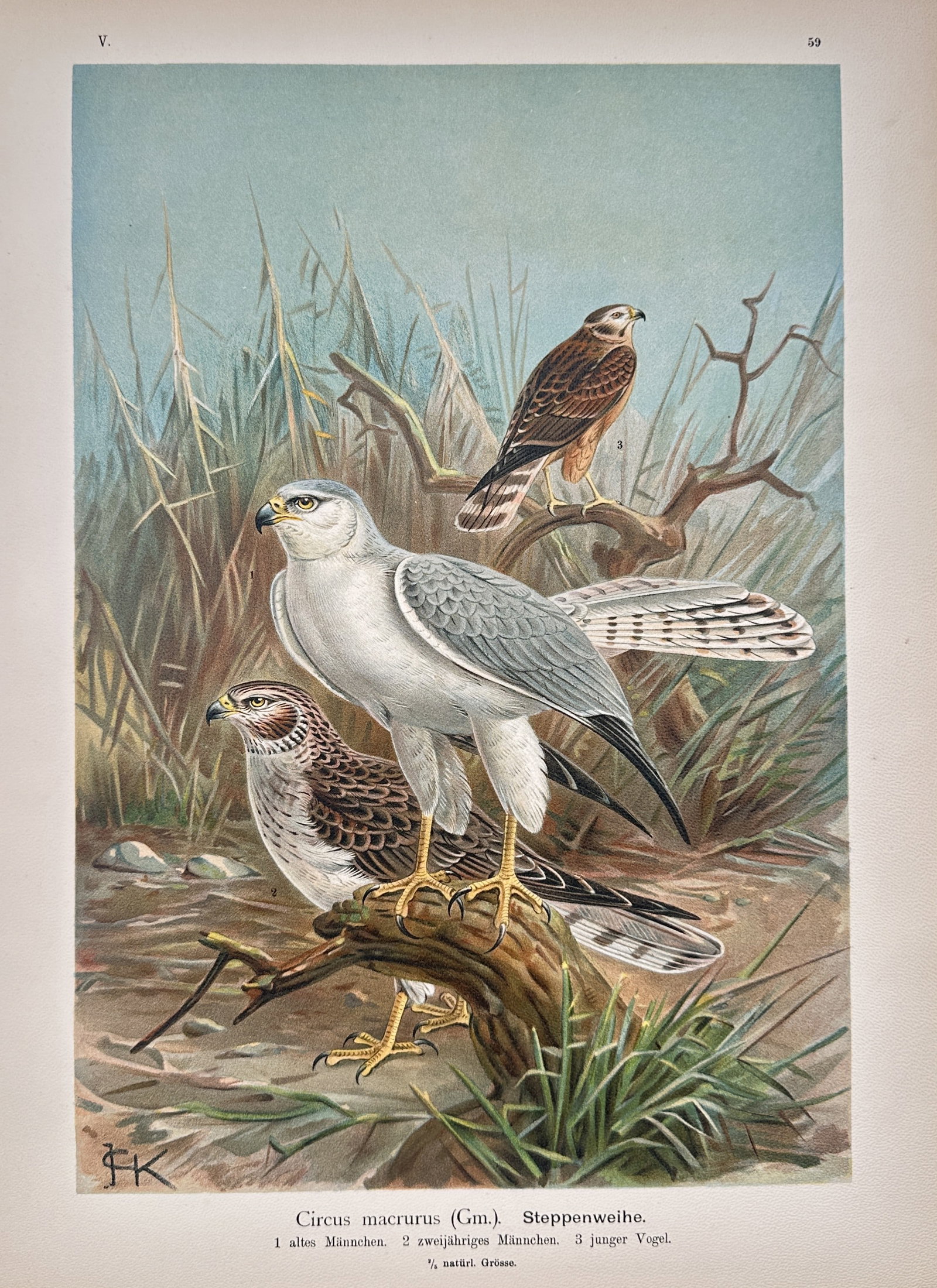 Johann Friedrich Naumann – Pallid Harrier Ornithological Study – Lithograph (19th Century): "Pallid Harrier" presents a detailed ornithological study showcasing adult male, intermediate, and juvenile birds perched among marsh grasses and dry branches. The natural history illustration provide