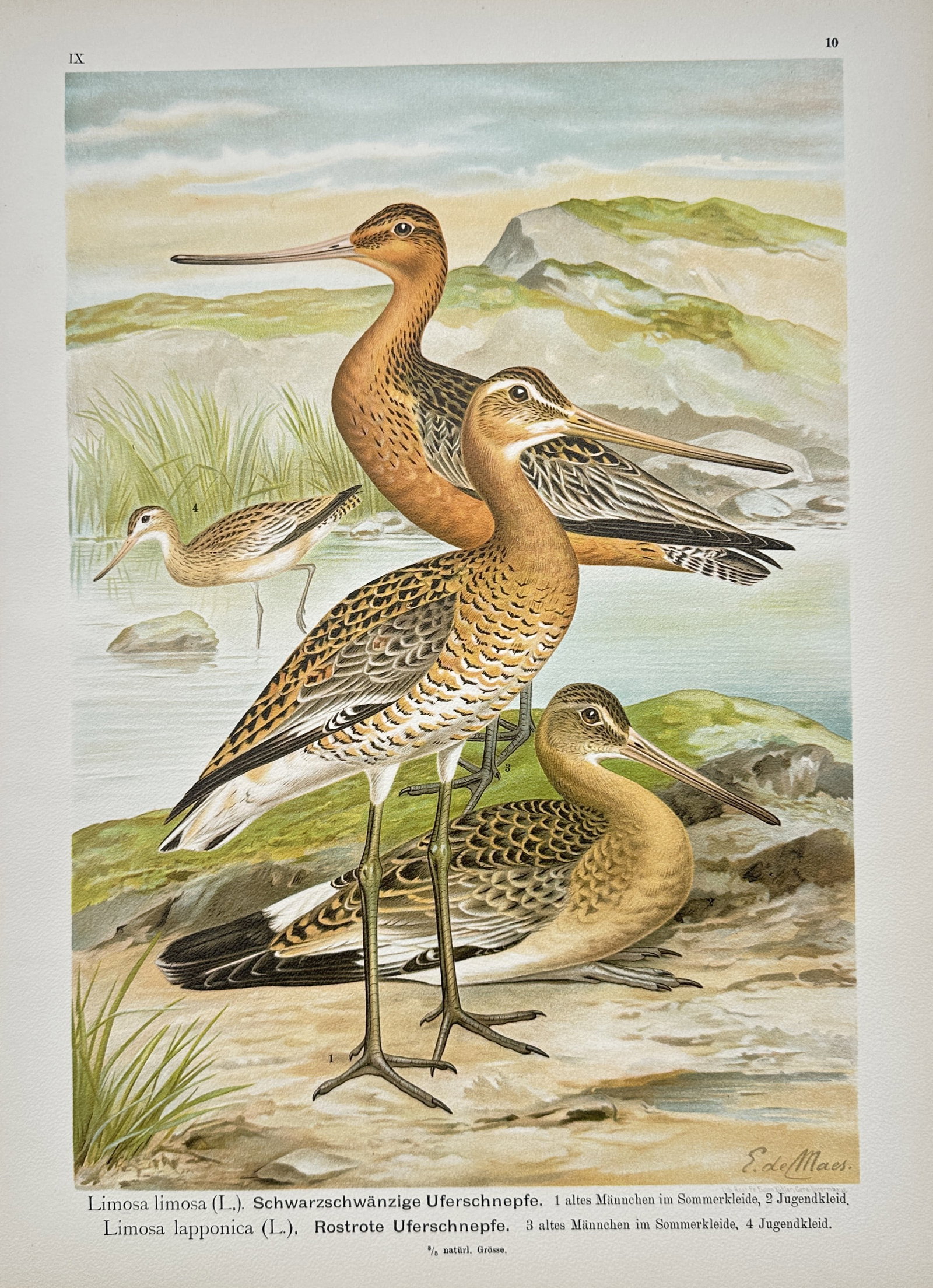 Johann Friedrich Naumann – Black-Tailed Godwit and Bar-Tailed Godwit Ornithological Study: "Black-Tailed Godwit and Bar-Tailed Godwit" presents a detailed ornithological study showcasing adult and juvenile wader birds in summer and transitional plumages along a marshy shoreline. The natural