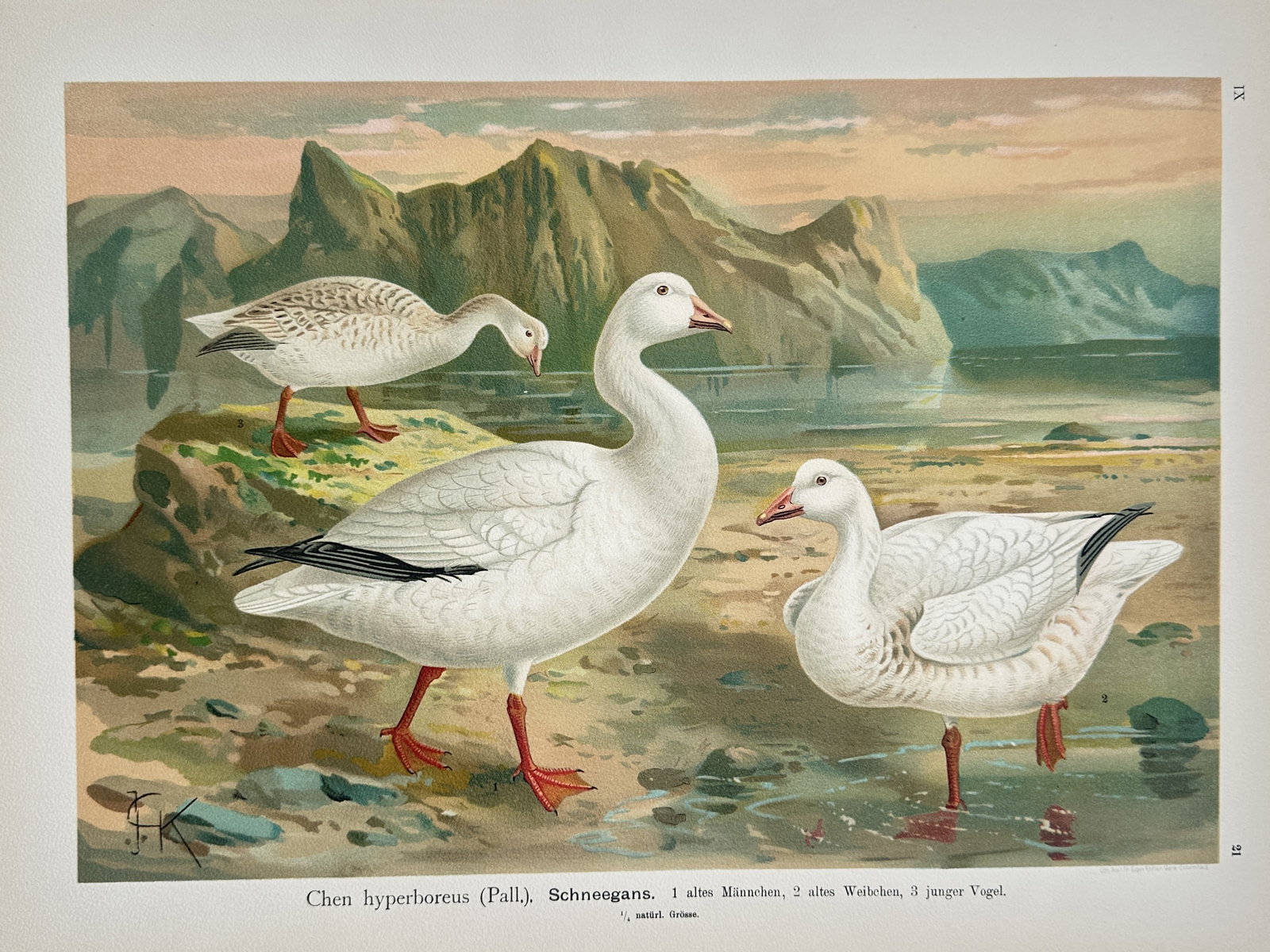 Johann Friedrich Naumann – Snow Goose Ornithological Study – Lithograph (19th Century): "Snow Goose" presents a detailed ornithological study showcasing adult and young geese set against a panoramic coastal shoreline and rugged mountain backdrop. The natural history illustration provides