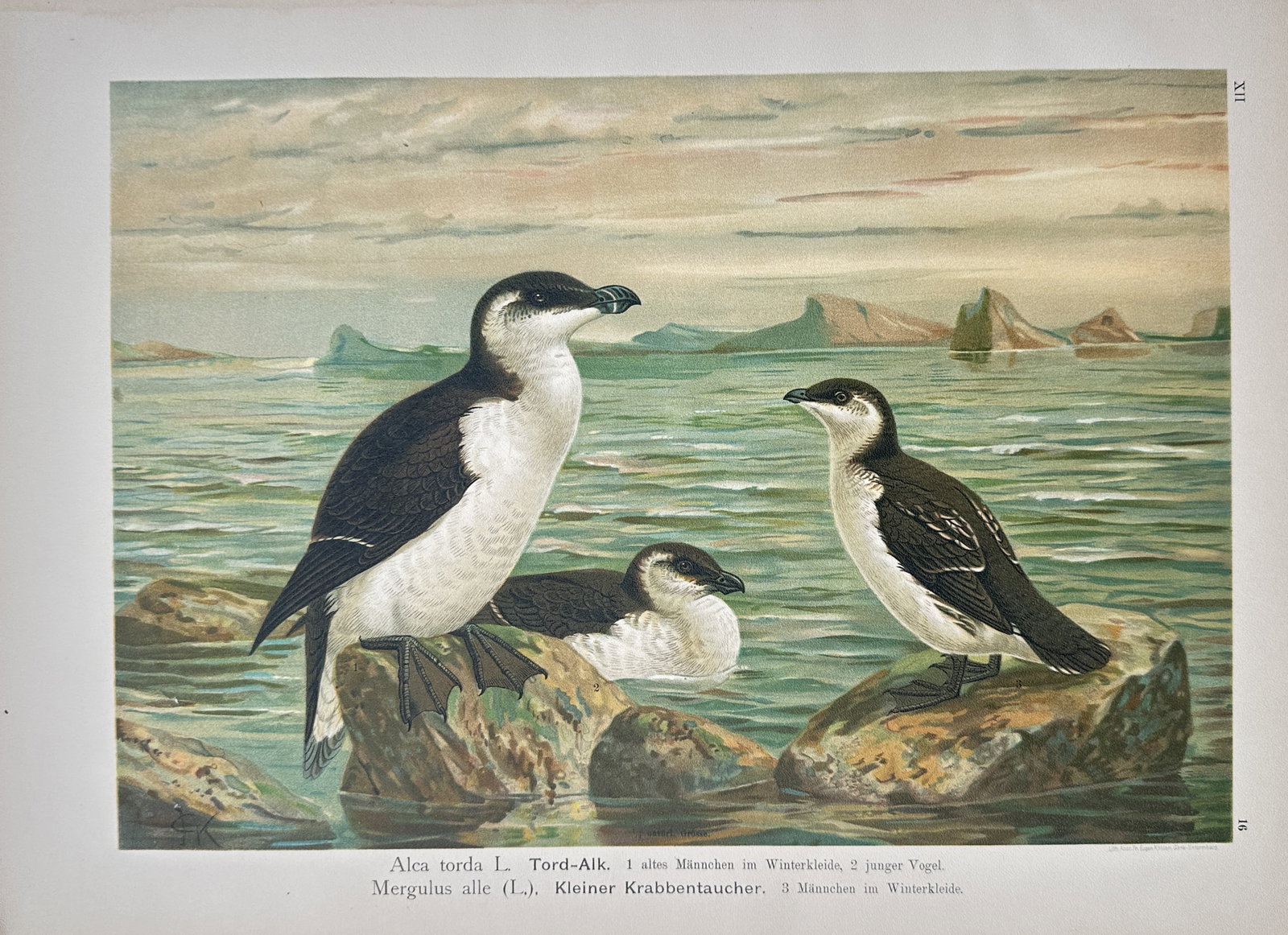 Johann Friedrich Naumann – Razorbill and Little Auk Ornithological Study – Lithograph (19th: "Razorbill and Little Auk" presents a detailed ornithological study showcasing adult and young pelagic seabirds in winter plumage resting along rocky coastal shores. The natural history illustration p