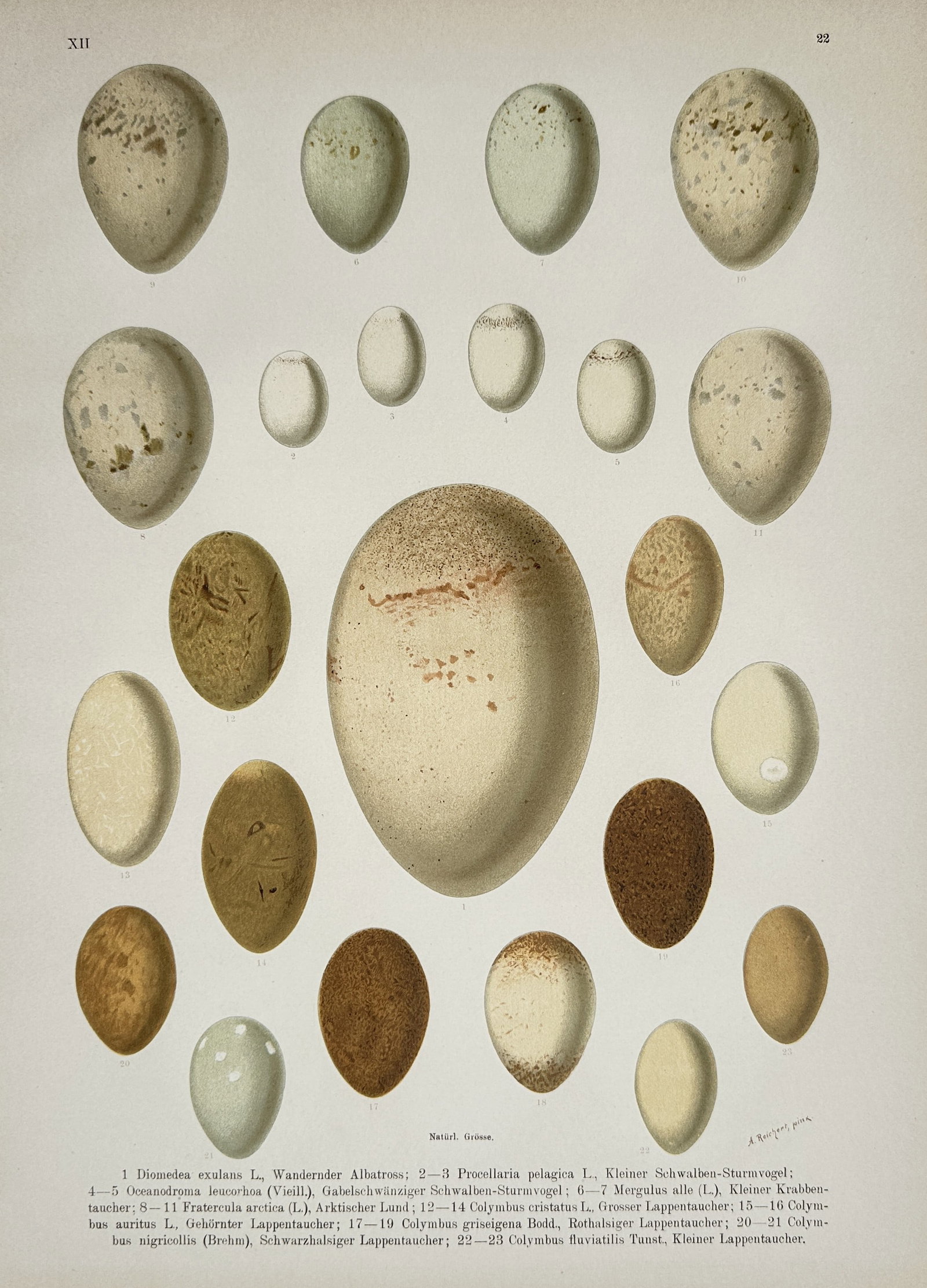 Johann Friedrich Naumann – Seabird and Waterbird Eggs Oological Study – Lithograph: "Seabird and Waterbird Eggs" presents a detailed oological study systematically displaying the varied egg specimens of albatrosses, petrels, puffins, auks, and grebes. The natural history illustration