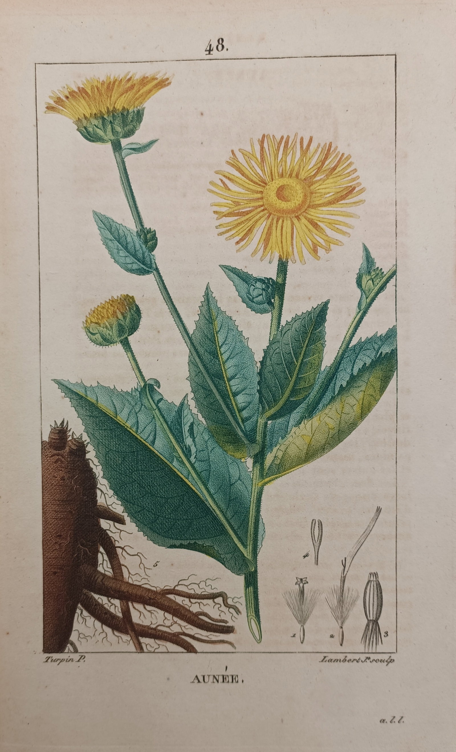 Pierre Jean François Turpin – Elecampane Botanical Study – Engraving (19th Century): "Elecampane" presents a classical natural history botanical composition illustrating the radiant yellow flower heads, broad serrated leaves, substantial root system, and anatomical seed dissections of