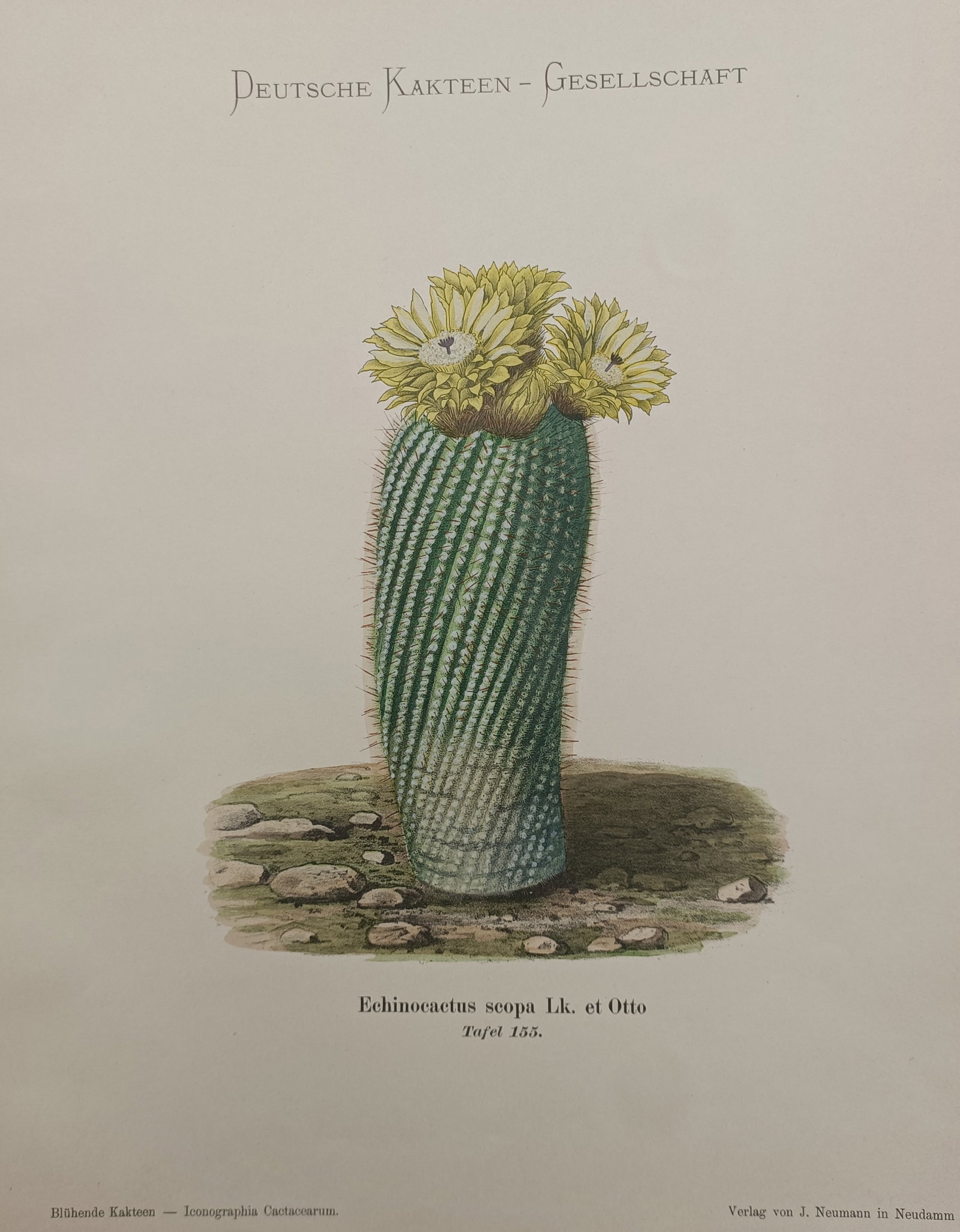 Julius Neumann – Silver Ball Cactus Botanical Study – Lithograph (20th Century): "Echinocactus Scopa" presents a specialized botanical composition illustrating the columnar ribbed body, dense spine clusters, and vibrant crown of yellow flowers of the South American cactus specimen