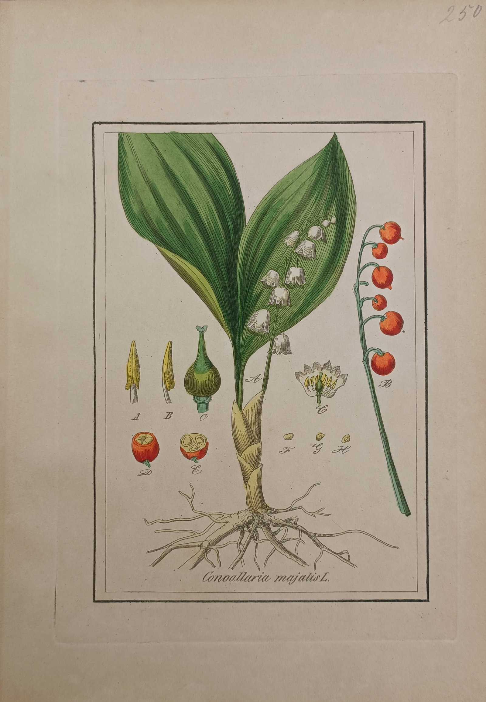 Jacob Sturm – Lily of the Valley Botanical Study – Hand-Colored Engraving (18th Century): "Lily of the Valley" presents a classical natural history botanical composition illustrating the delicate bell-shaped blossoms, broad green leaves, creeping rhizome root system, red berries, and anato