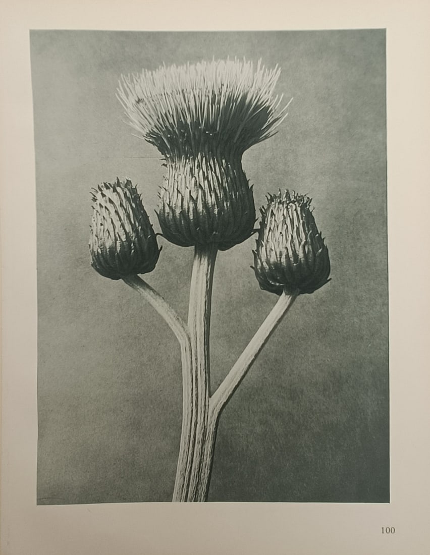 Karl Blossfeldt,after – Thistle Botanical Photographic Study – Offset Print (20th Century) (1 of 2)