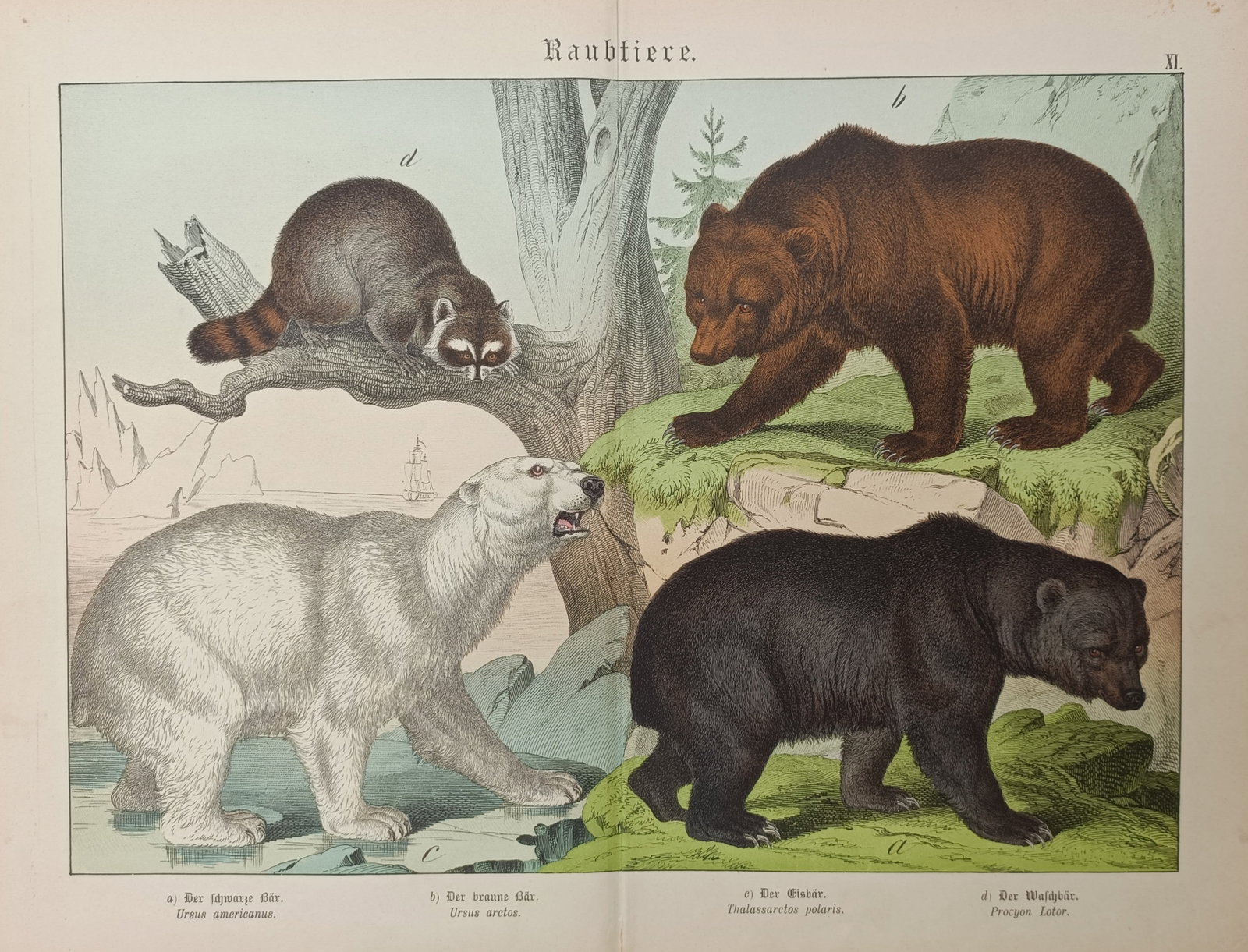 Gotthilf Heinrich von Schubert – Bears and Raccoon Zoological Study – Lithograph (19th Century) (1 of 2)