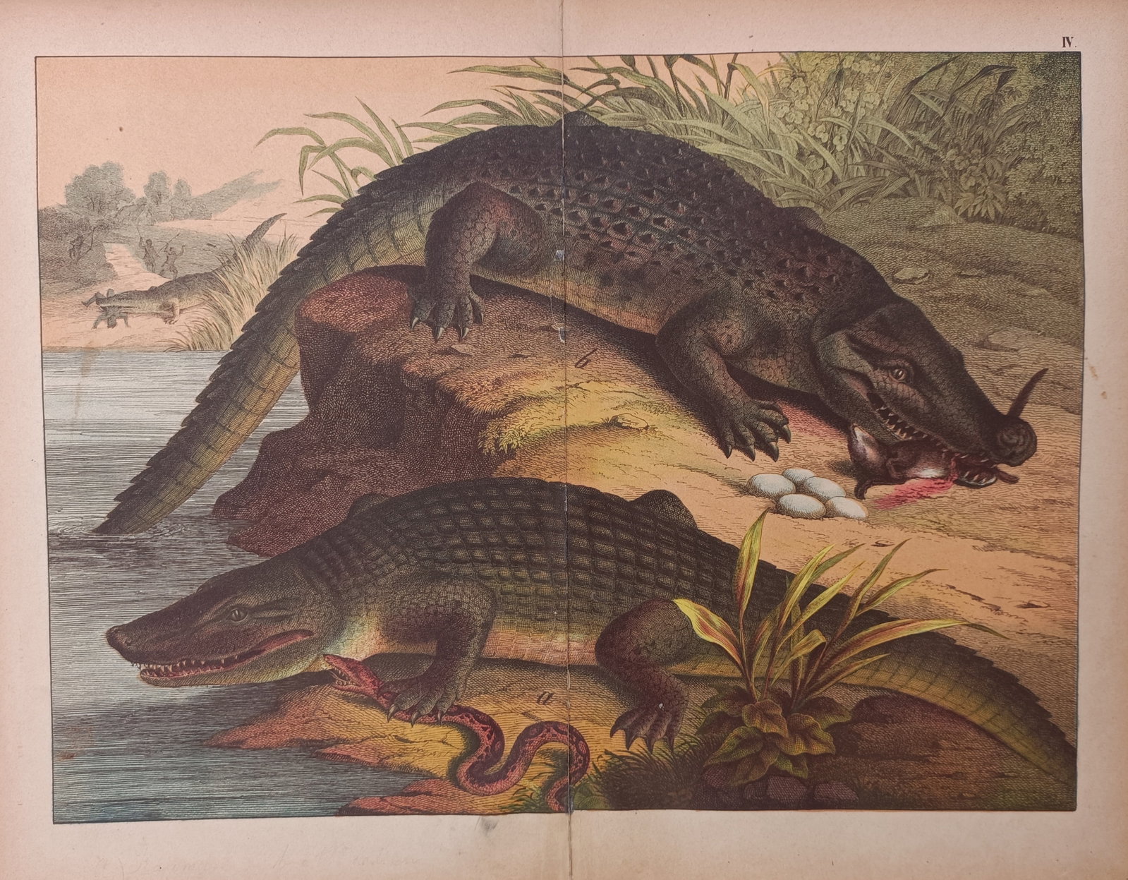 Gotthilf Heinrich von Schubert – Crocodiles and Alligators Herpetological Study – Lithograph (1 of 2)