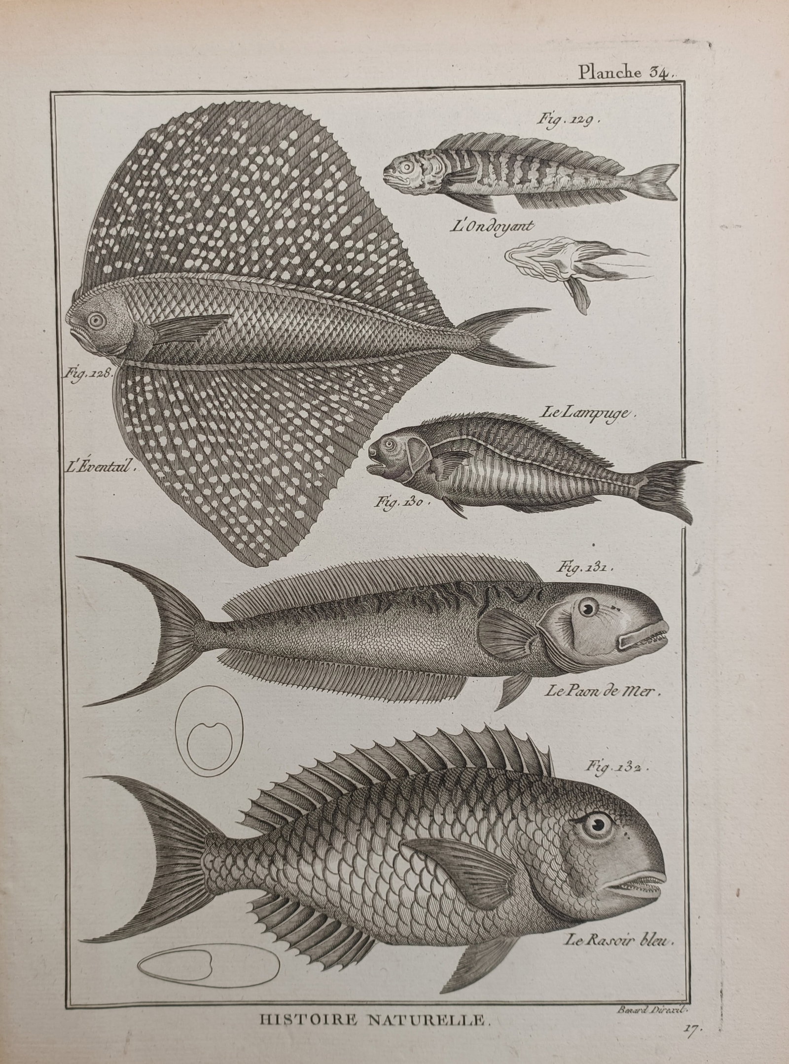 Robert Benard – Sailfin and Razorfish Ichthyological Study – Engraving (18th Century): "Fanfish and Marine Razorfish" presents a classical natural history ichthyological study illustrating the diverse body profiles, distinct dorsal fins, scale patterns, and anatomical details of several