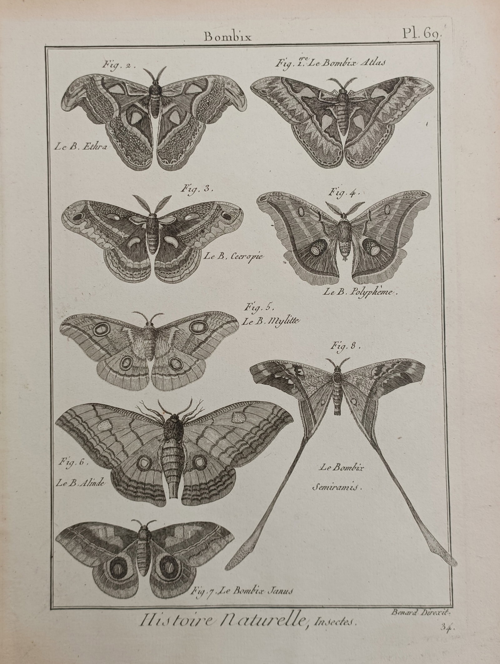 Robert Benard – Silk Moths Entomological Study – Engraving (18th Century): "Silk Moths" presents a classical natural history entomological study illustrating the intricate wing patterns, distinctive eye spots, feathered antennae, and elongated tails of various large silkmoth
