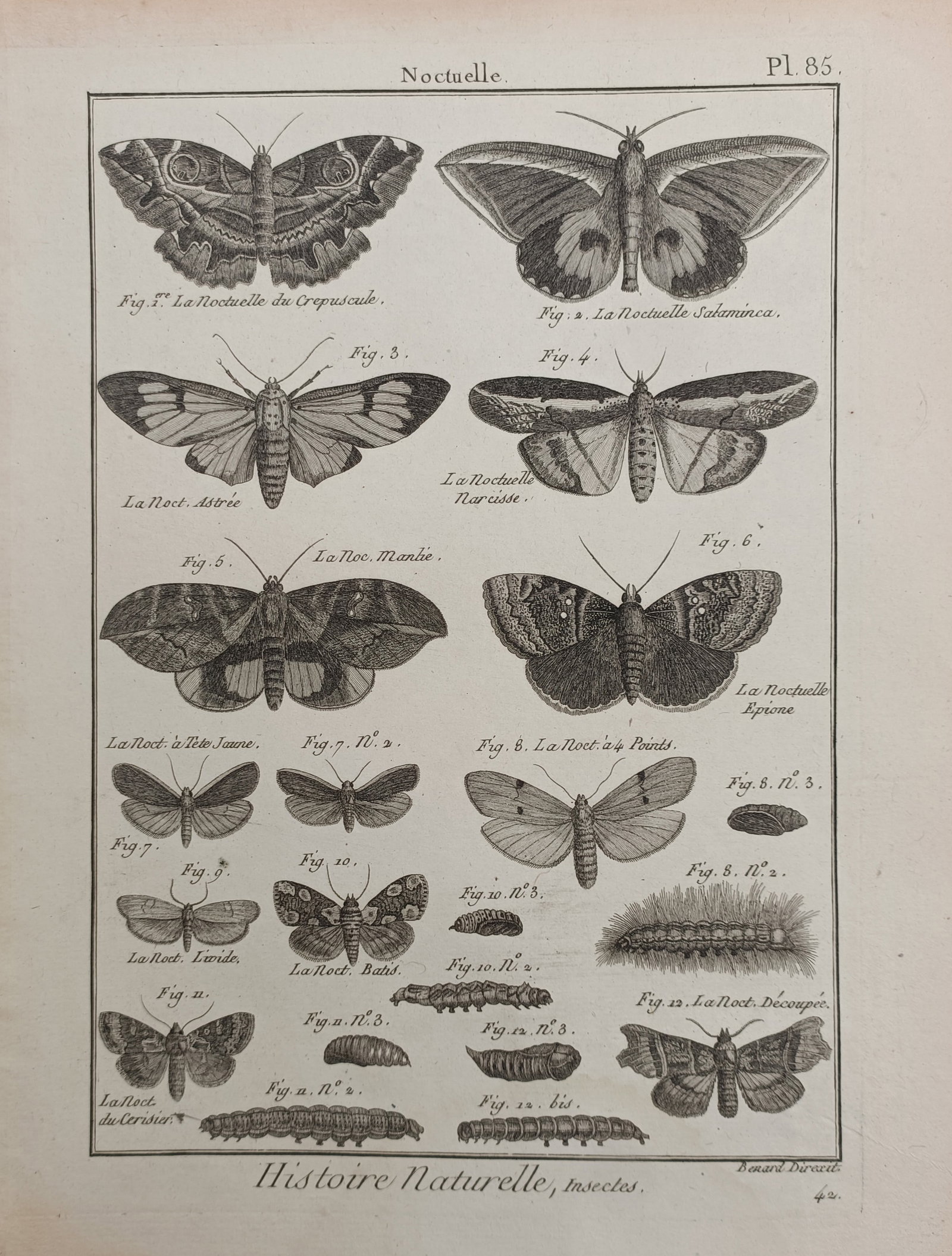 Robert Benard – Owlet Moths and Caterpillars Entomological Study – Engraving (18th Century): "Owlet Moths" presents a classical natural history entomological study illustrating the developmental stages, intricate wing patterns, antennae, larvae, and pupae of various noctuid moth species. The 