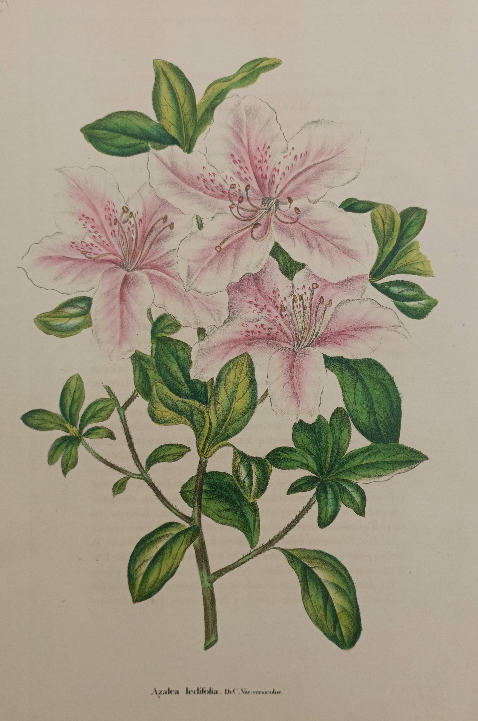 Guillaume Severeyns – Ledum-Leaved Azalea Botanical Study – Lithograph (19th Century): "Ledum-Leaved Azalea" presents a delicate natural history botanical study illustrating the pale pink blossoms, speckled petals, and vibrant green foliage of a flowering azalea branch. The color compos