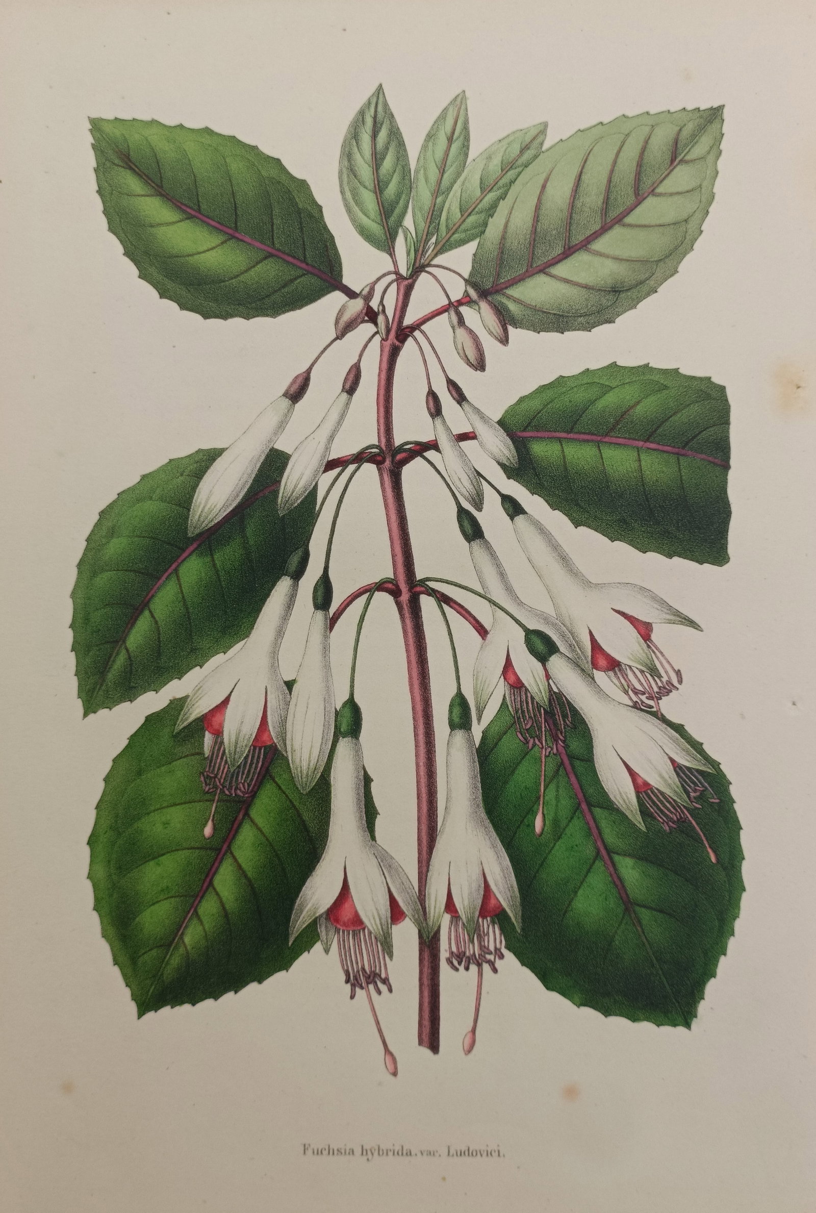 Guillaume Severeyns – Hybrid Fuchsia Botanical Study – Lithograph (19th Century): "Hybrid Fuchsia" presents an elegant natural history botanical study illustrating the pendulous white and crimson blossoms, delicate stamens, and rich green leaves with reddish veining on a flowering 