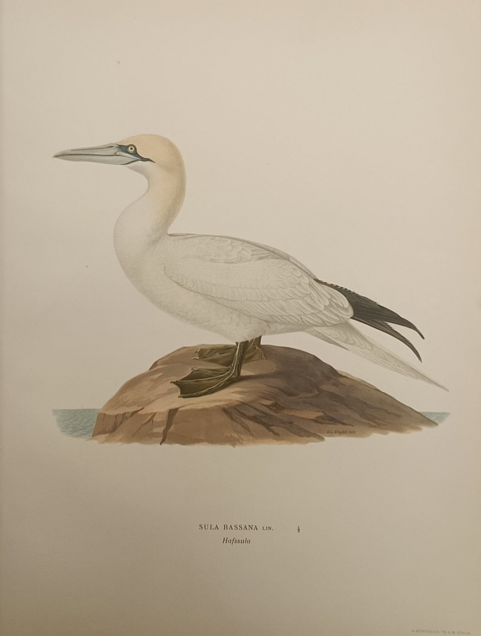 Magnus von Wright – Northern Gannet Ornithological Study – Lithograph (1920s): "Northern Gannet" presents a scientific ornithological natural history study illustrating a mature gannet perched atop a coastal rock formation. The color lithograph details the characteristic plumage
