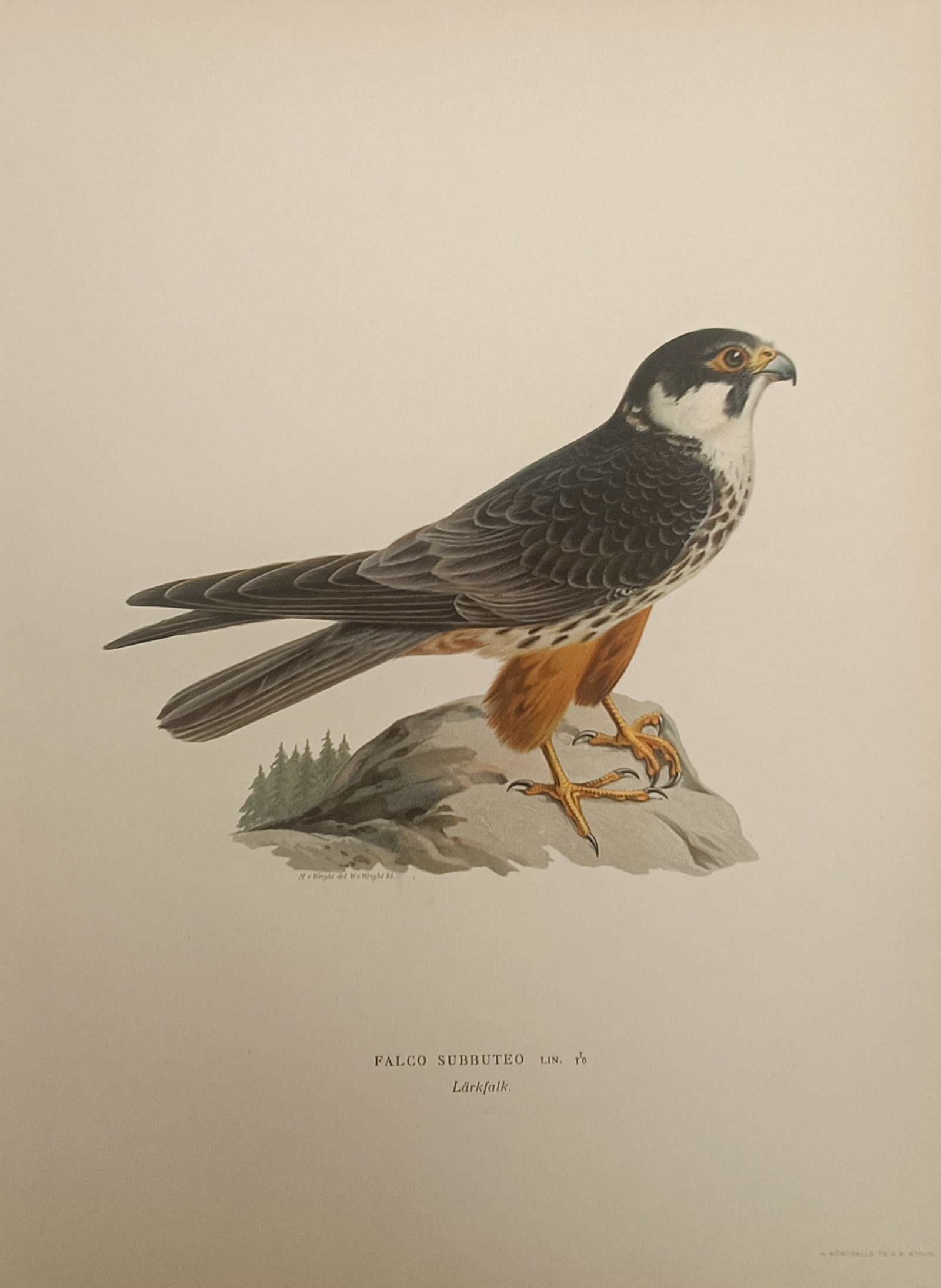 Magnus von Wright – Eurasian Hobby Ornithological Study – Lithograph (1920s): "Eurasian Hobby" presents a scientific ornithological natural history study illustrating a falcon perched atop an elevated rock outcropping overlooking distant pines. The color lithograph details the 