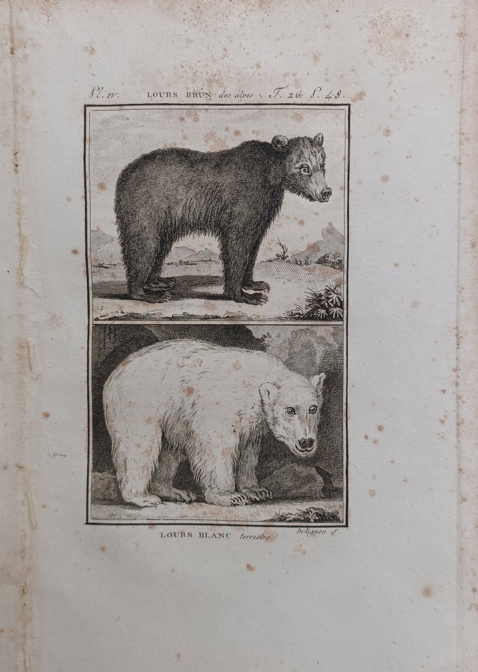 Georges-Louis Leclerc, Comte de Buffon – Alpine Brown Bear and White Bear Study – Engraving (1 of 2)