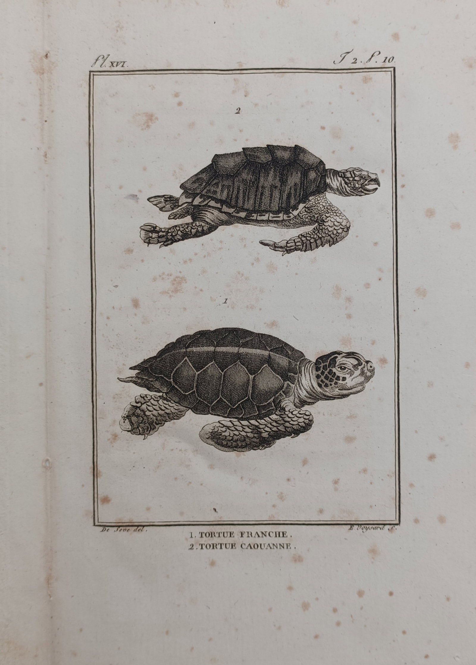 Georges-Louis Leclerc, Comte de Buffon – Green Sea Turtle and Loggerhead Sea Turtle – Engraving (1 of 2)