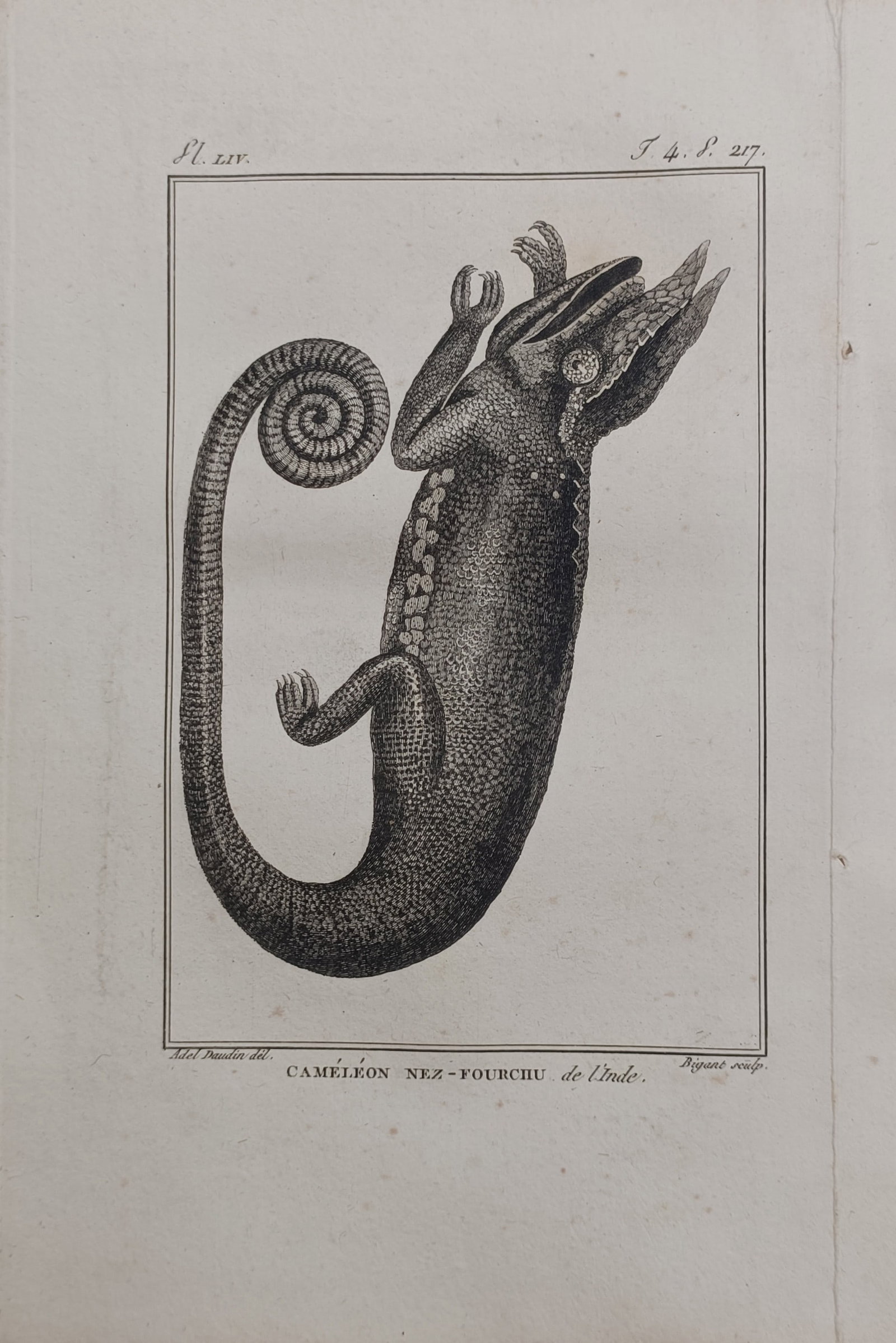 Georges-Louis Leclerc, Comte de Buffon – Fork-Nosed Chameleon of India Herpetological Study (1 of 2)