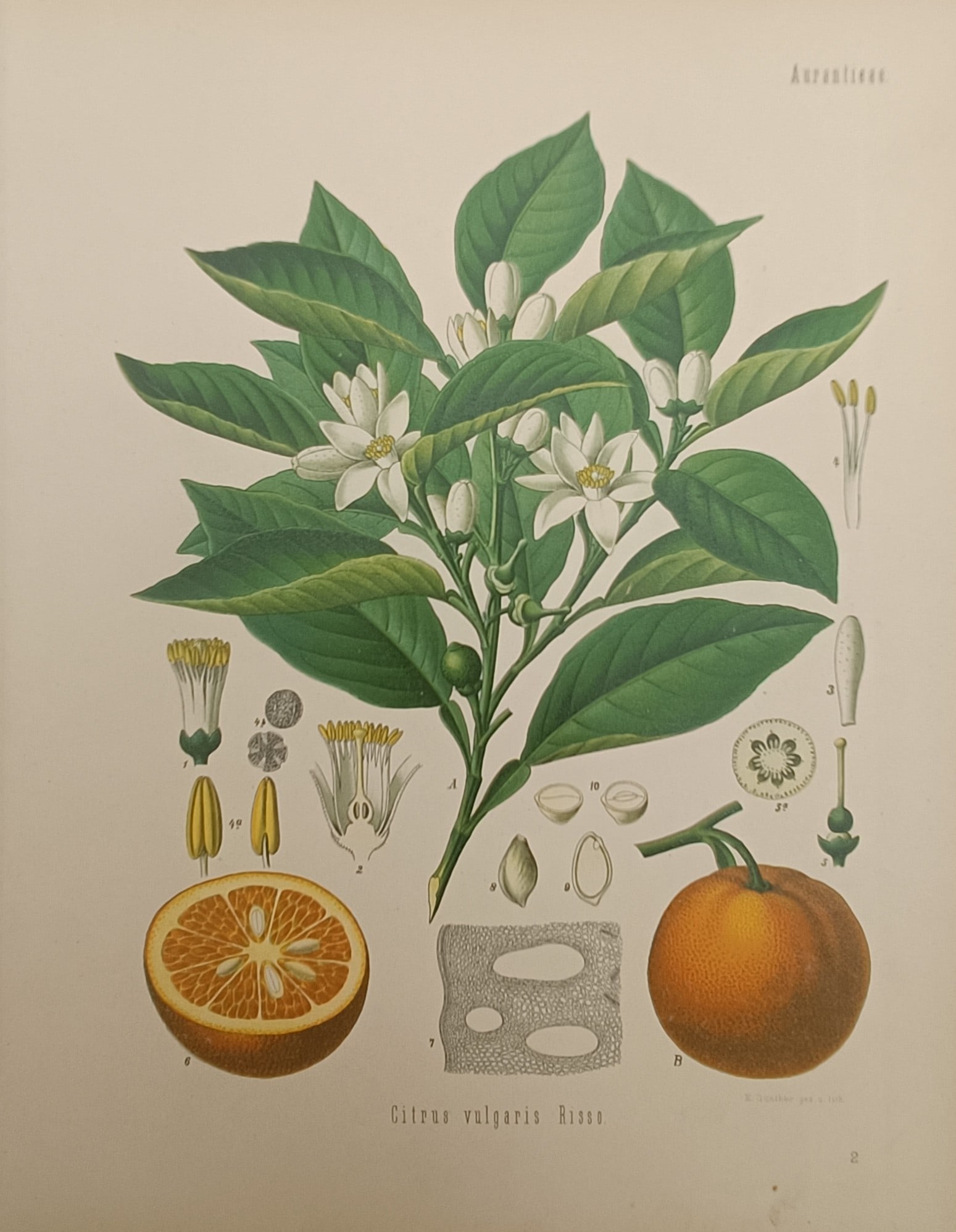 Hermann Adolph Köhler – Bitter Orange Botanical Study – Chromolithograph (1887) (1 of 2)