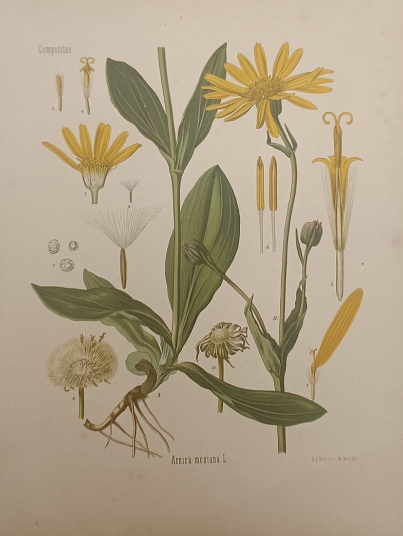 Hermann Adolph Köhler – Mountain Arnica Botanical Study – Chromolithograph (1887): "Arnica Montana" presents a late nineteenth-century botanical natural history study illustrating the whole flowering plant, root system, foliage, and magnified reproductive floral dissections of mount