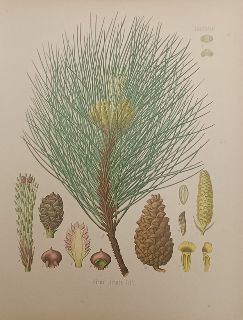 Hermann Adolph Köhler – Corsican Pine Botanical Study – Chromolithograph (1887) (1 of 2)