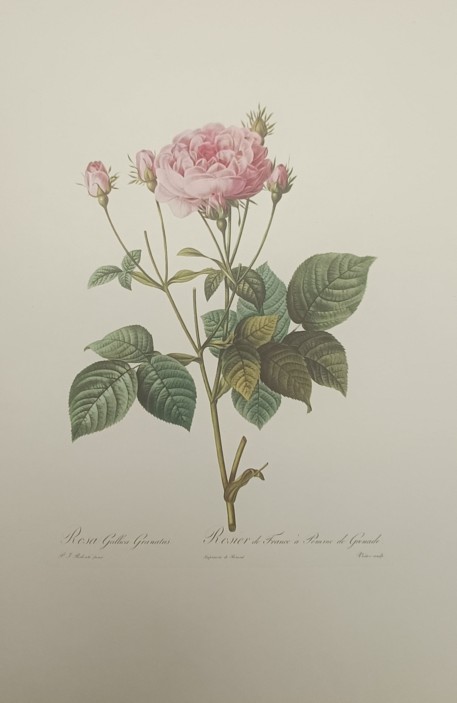 Pierre-Joseph Redouté, after – Pomegranate French Rose – Offset print (20th Century): "Rosa Gallica Granatus" presents a twentieth-century botanical print after the celebrated master illustrating a blooming pink French rose stem flanked by developing buds and detailed green foliage. Th