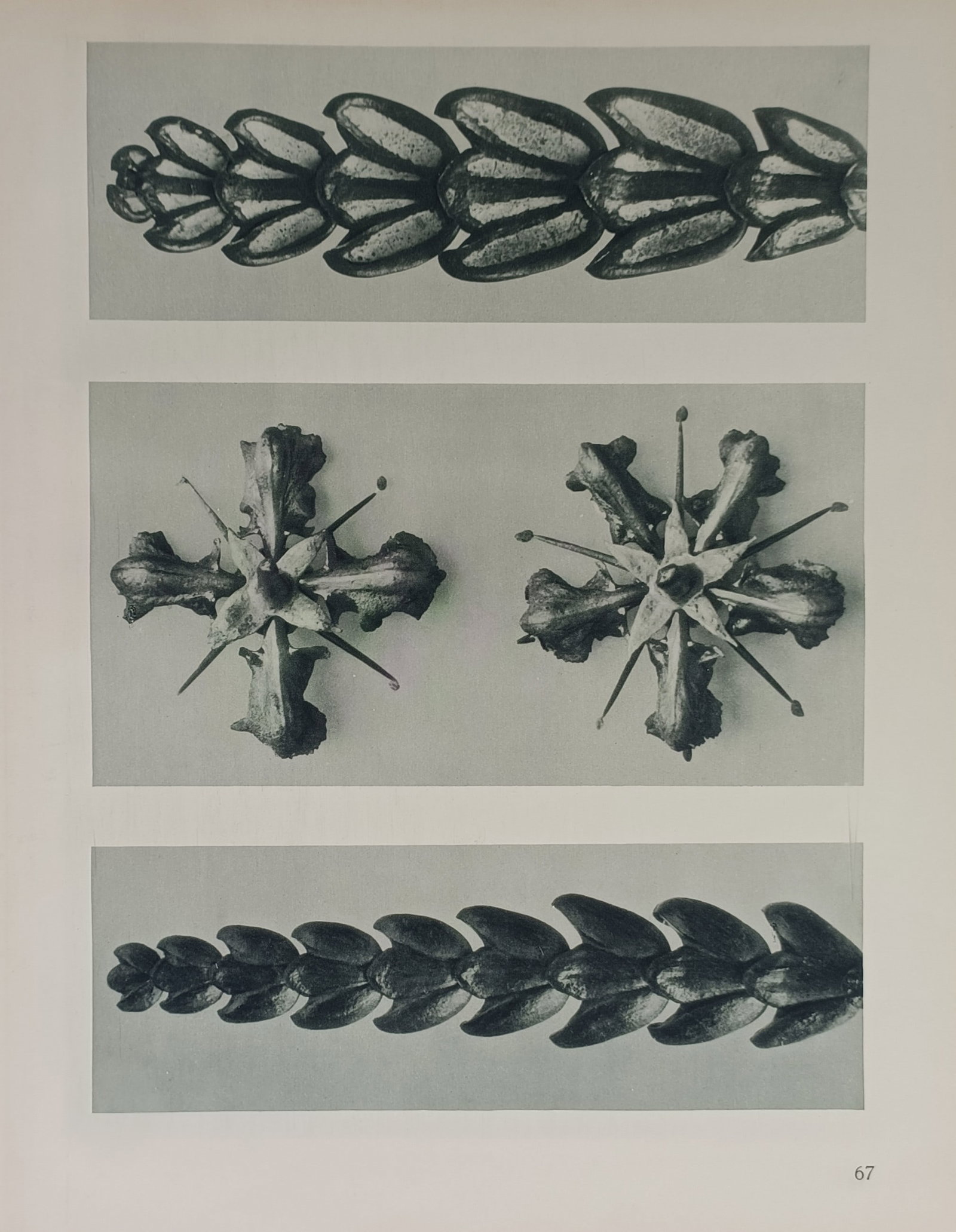 Karl Blossfeldt – Botanical Forms and Structures – Offset print (20th Century): "Botanical Forms and Structures" presents a series of magnified close-up studies highlighting the intricate sculptural geometry and natural symmetry of dried plant specimens. The photographic composit