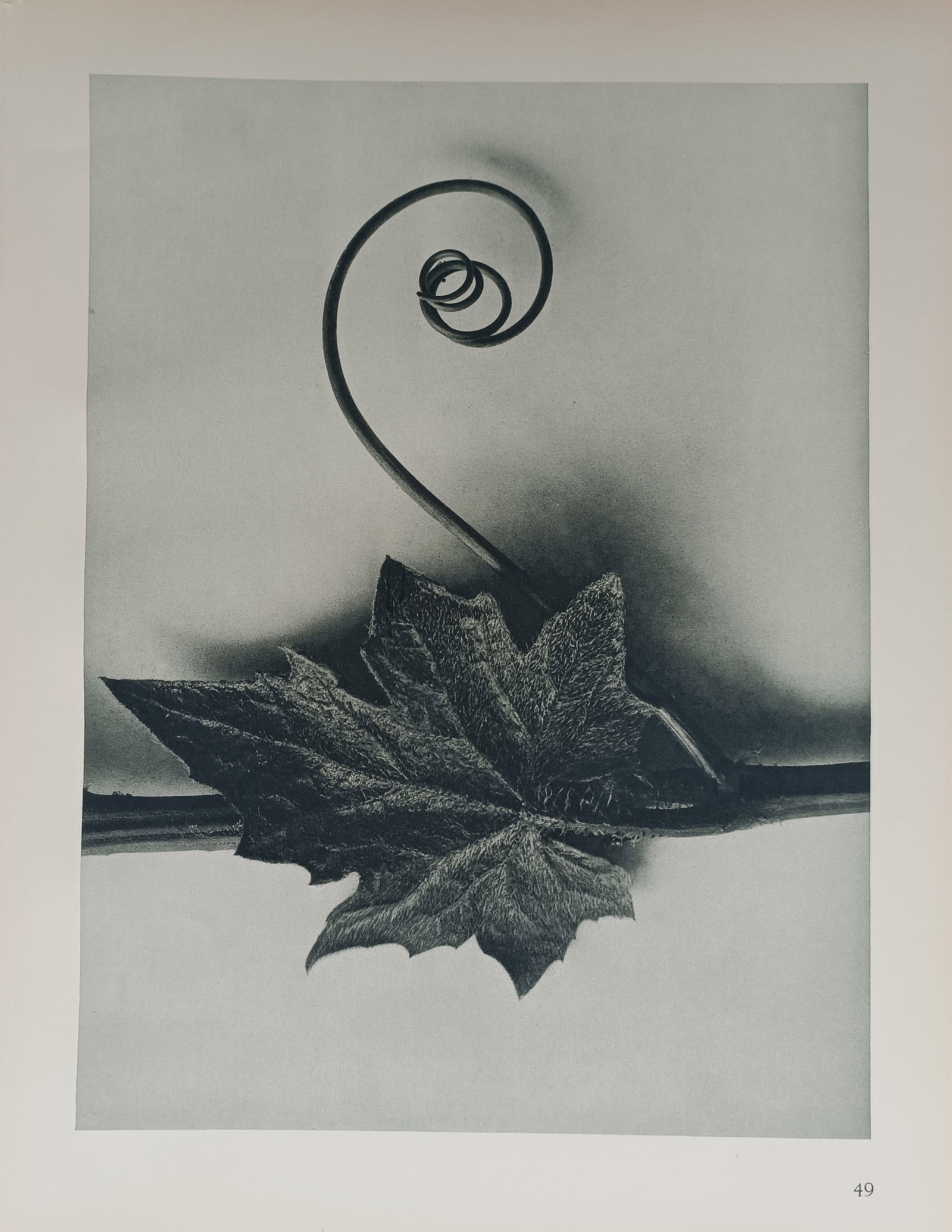 Karl Blossfeldt – Tendril and Leaf Form – Offset print (20th Century): "Tendril and Leaf Form" presents a close-up botanical study featuring a spiraling tendril and textured leaf emerging gracefully from a stem. The photographic composition showcases the organic elegance