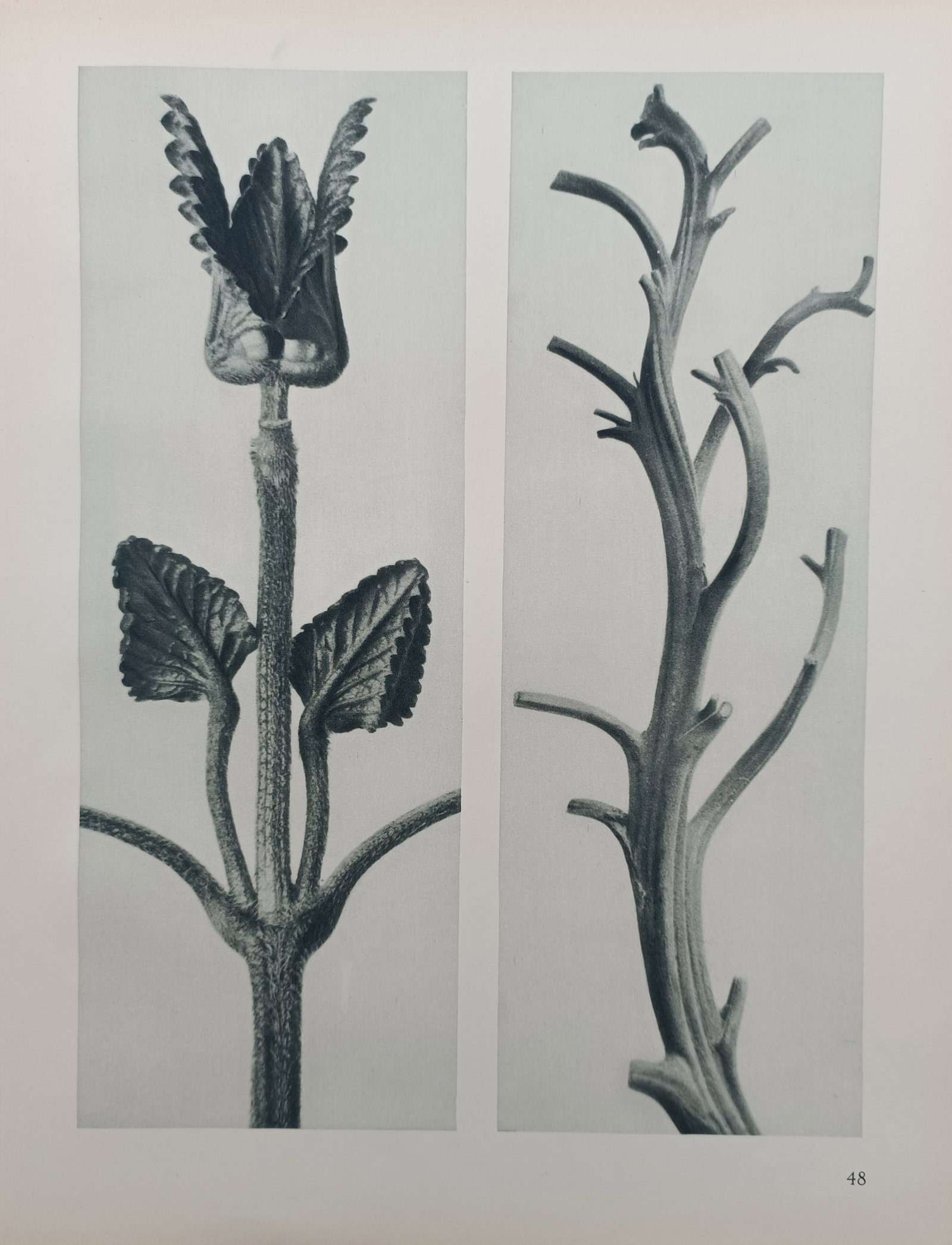 Karl Blossfeldt – Plant Shoot and Branching Stem Structure – Offset print (20th Century): "Plant Shoot and Branching Stem Structure" presents a comparative botanical study highlighting the sculptural symmetry of emerging foliage and the architectural geometry of a bare stem. The photograph