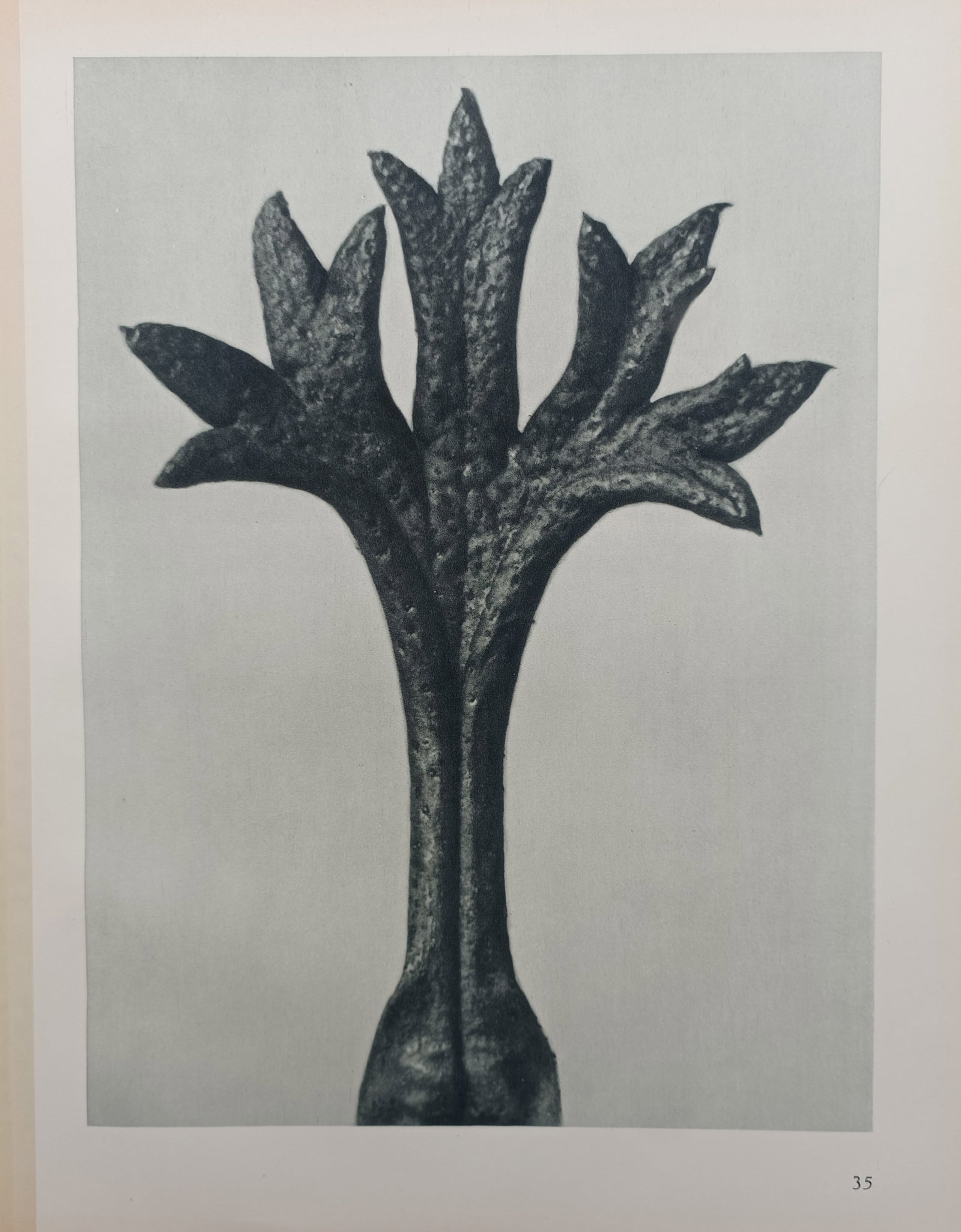 Karl Blossfeldt – Symmetrical Plant Form – Offset print (20th Century) (1 of 2)