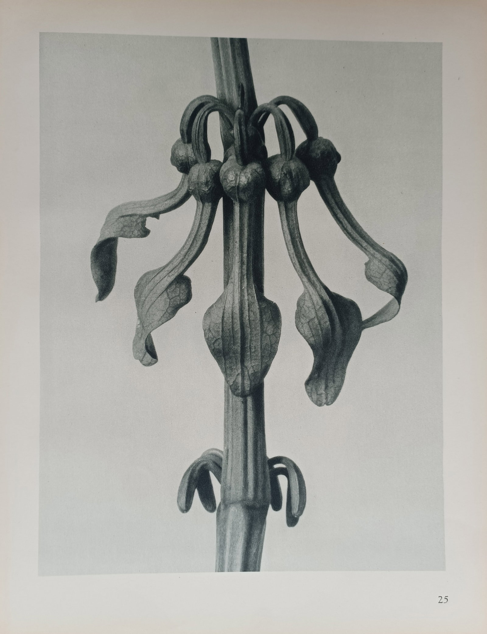 Karl Blossfeldt – Curving Botanical Bracts – Offset print (20th Century) (1 of 2)