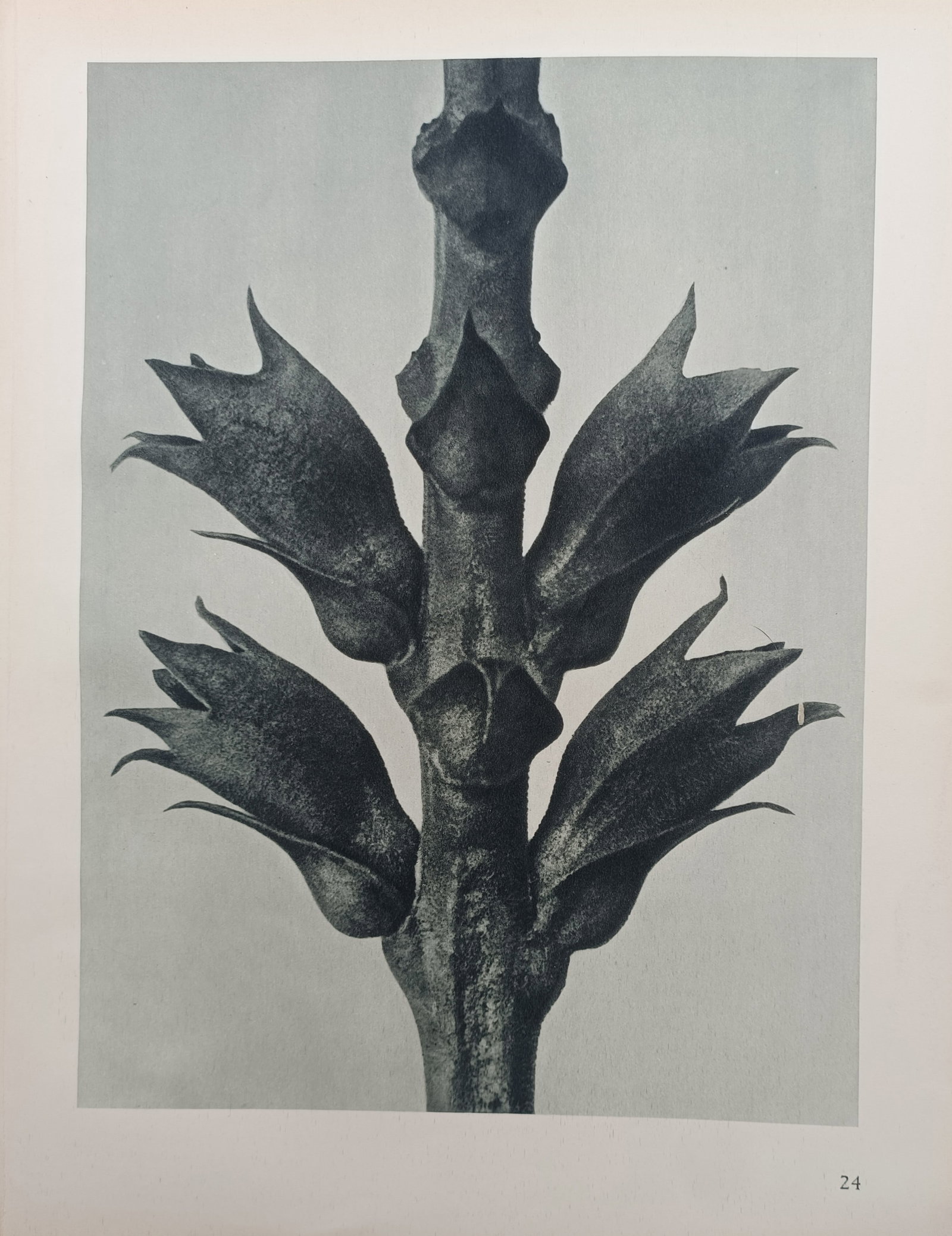 Karl Blossfeldt – Seed Capsules on an Upright Stem – Offset print (20th Century) (1 of 2)