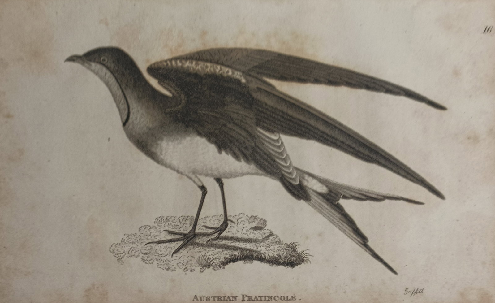 George Graves – Austrian Pratincole – Engraving (1821): "Austrian Pratincole" presents an ornithological study depicting the slender wading bird in profile with wings partially raised upon a rocky ground. Published in London in 1821 within British Ornithol