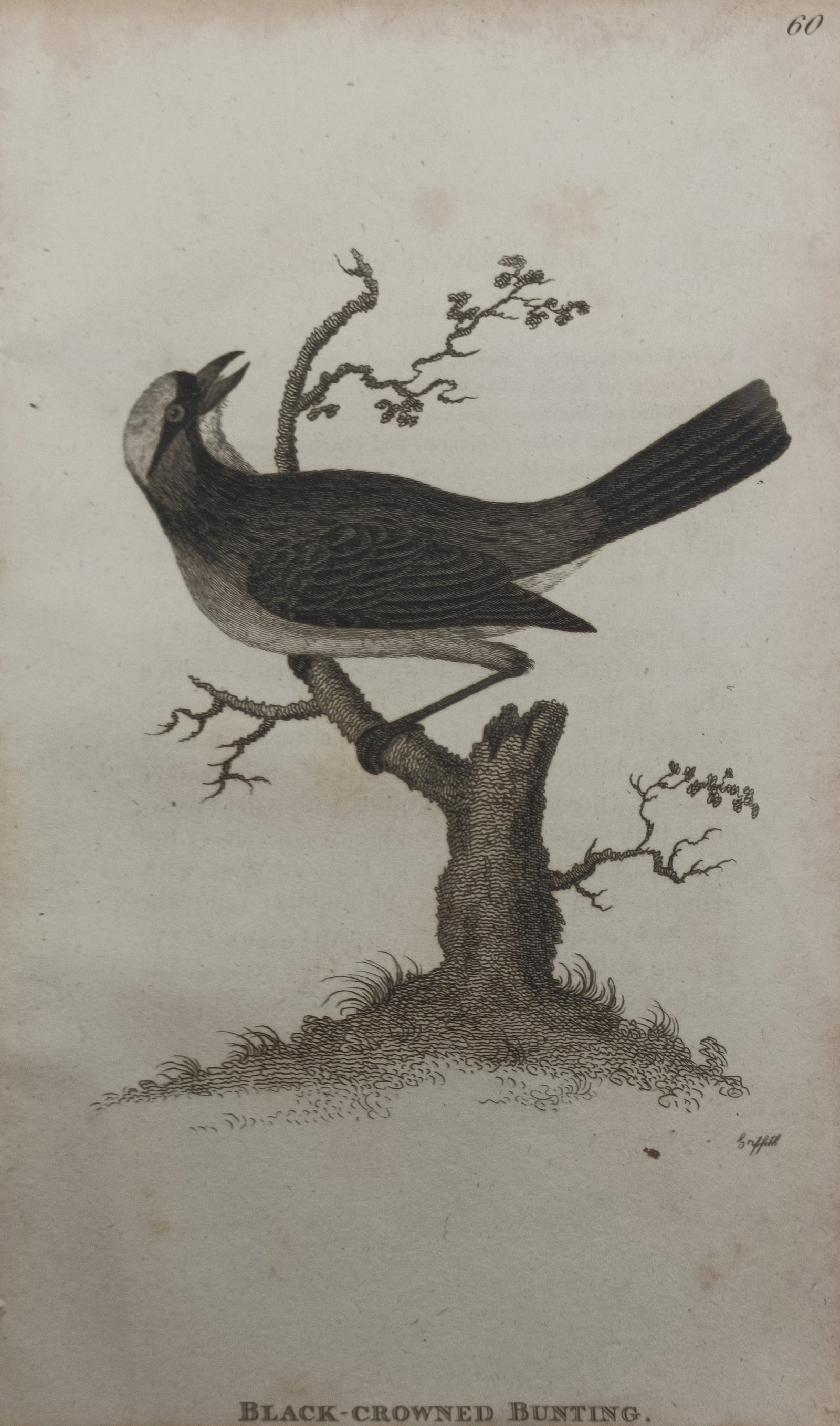 George Graves – Black-Crowned Bunting – Engraving (1821): "Black-Crowned Bunting" presents an ornithological study depicting the songbird perched upon a weathered tree stump set against a plain ground. Published in London in 1821 within British Ornithology, 
