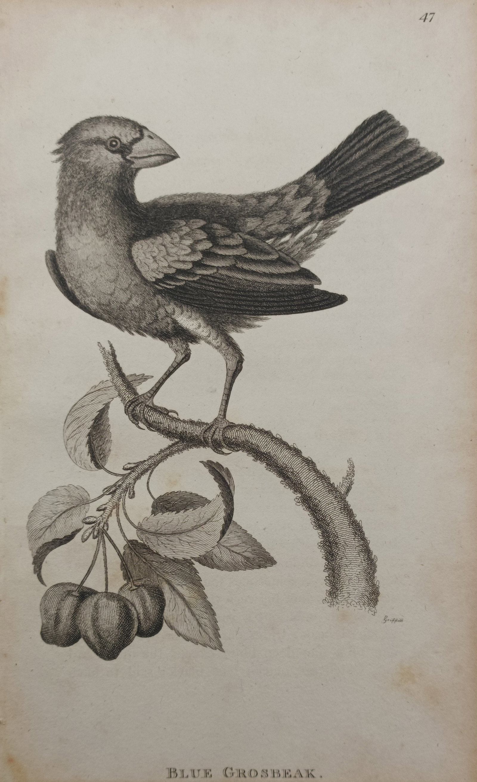 George Graves – Blue Grosbeak – Engraving (1821): "Blue Grosbeak" presents an ornithological study depicting the stout-billed songbird perched upon a fruiting branch set against a plain ground. Published in London in 1821 within British Ornithology, 