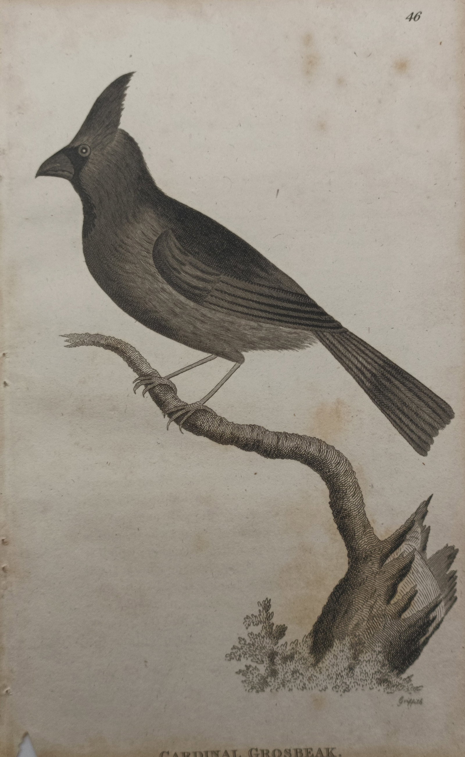 George Graves – Cardinal Grosbeak – Engraving (1821): "Cardinal Grosbeak" presents an ornithological study depicting the crested songbird perched upon a bare branch emerging from a weathered stump set against a plain ground. Published in London in 1821 w