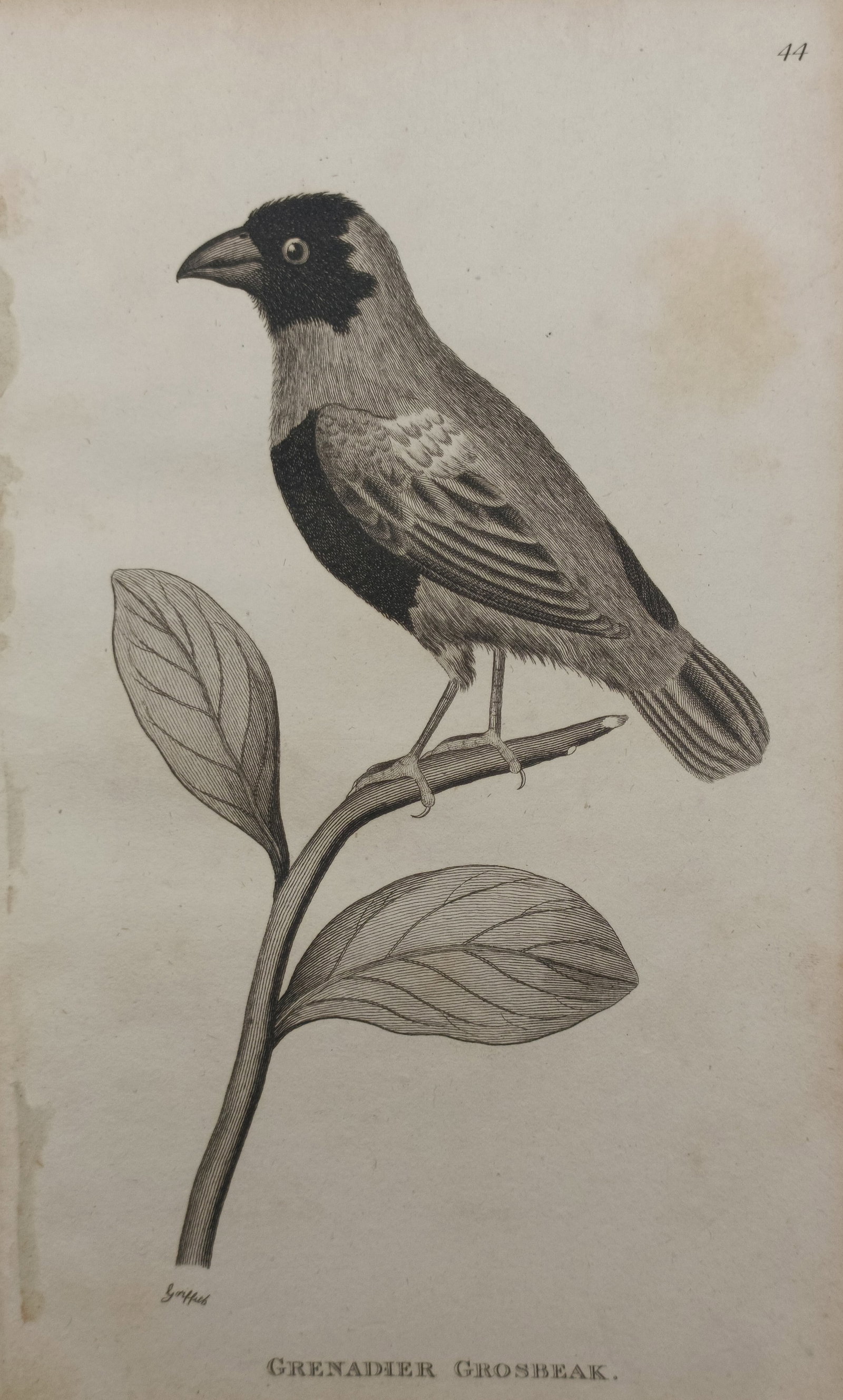 George Graves – Grenadier Grosbeak – Engraving (1821) (1 of 2)