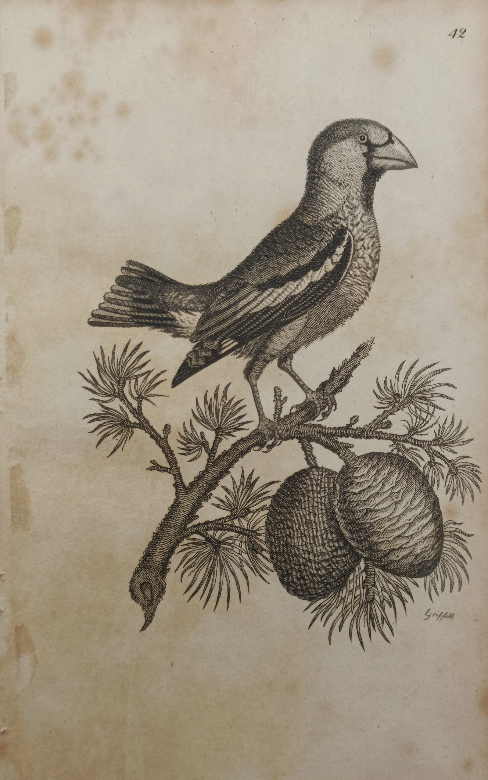George Graves – Hawfinch Grosbeak – Engraving (1821): "Hawfinch Grosbeak" presents an ornithological study depicting the large-billed finch perched upon a pine branch with needles and cones set against a plain ground. Published in London in 1821 within B