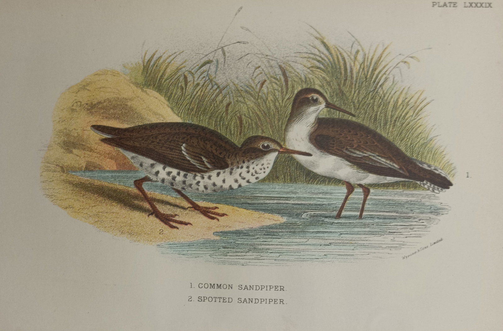 Francis Orpen Morris – Common Sandpiper and Spotted Sandpiper – Engraving (19th Century) (1 of 2)