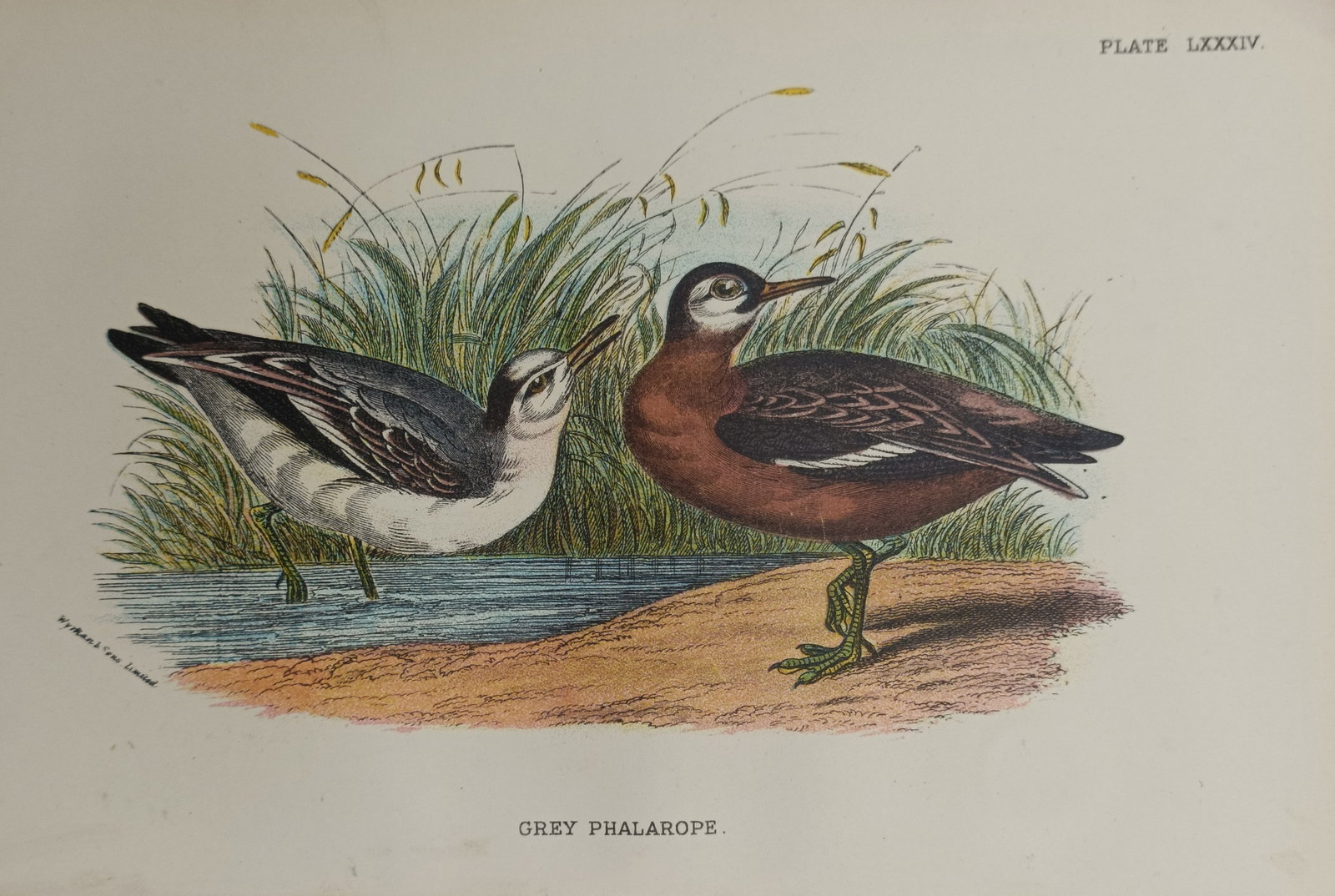 Francis Orpen Morris – Grey Phalarope – Engraving (19th Century) (1 of 2)